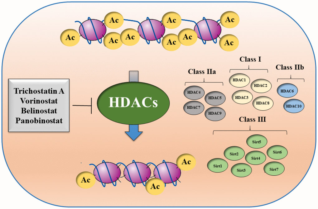Schematic overview of different HDAC classes.
