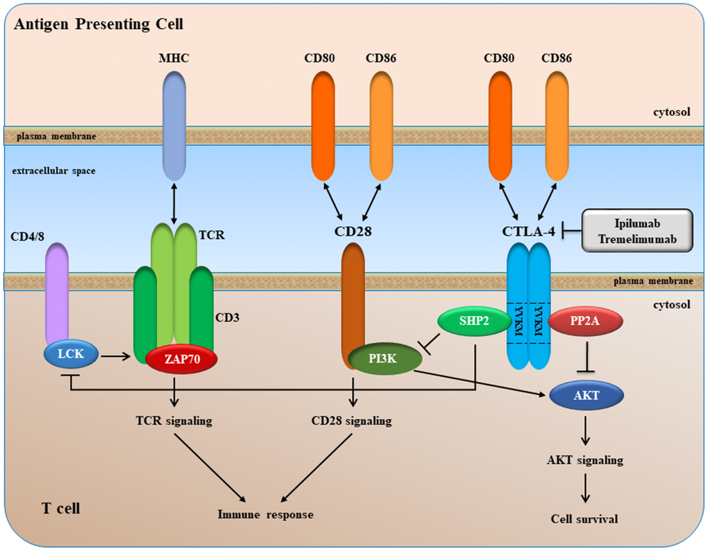 A simplified overview of CTLA-4 signaling.