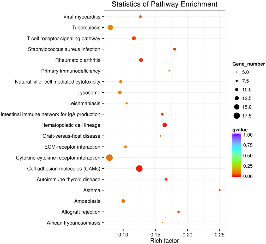 Top 20 KEGG terms in KEGG analysis of mRNA genes in the lncRNA-miRNA-mRNA network.