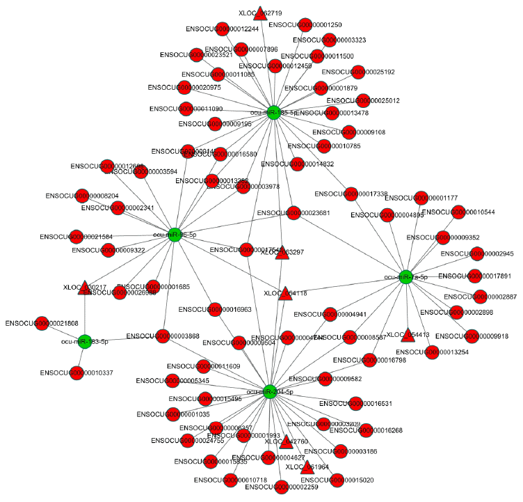 The dysregulated lncRNA-miRNA-mRNA network in AS rabbits. The network was based on lncRNA-miRNA and miRNA-mRNA interactions. LncRNA (up in AS rabbits)-miRNA (down in AS rabbits)-mRNA (up in AS rabbits). The red circles represent mRNAs. The red triangles represent lncRNAs. The green circles represent miRNAs.