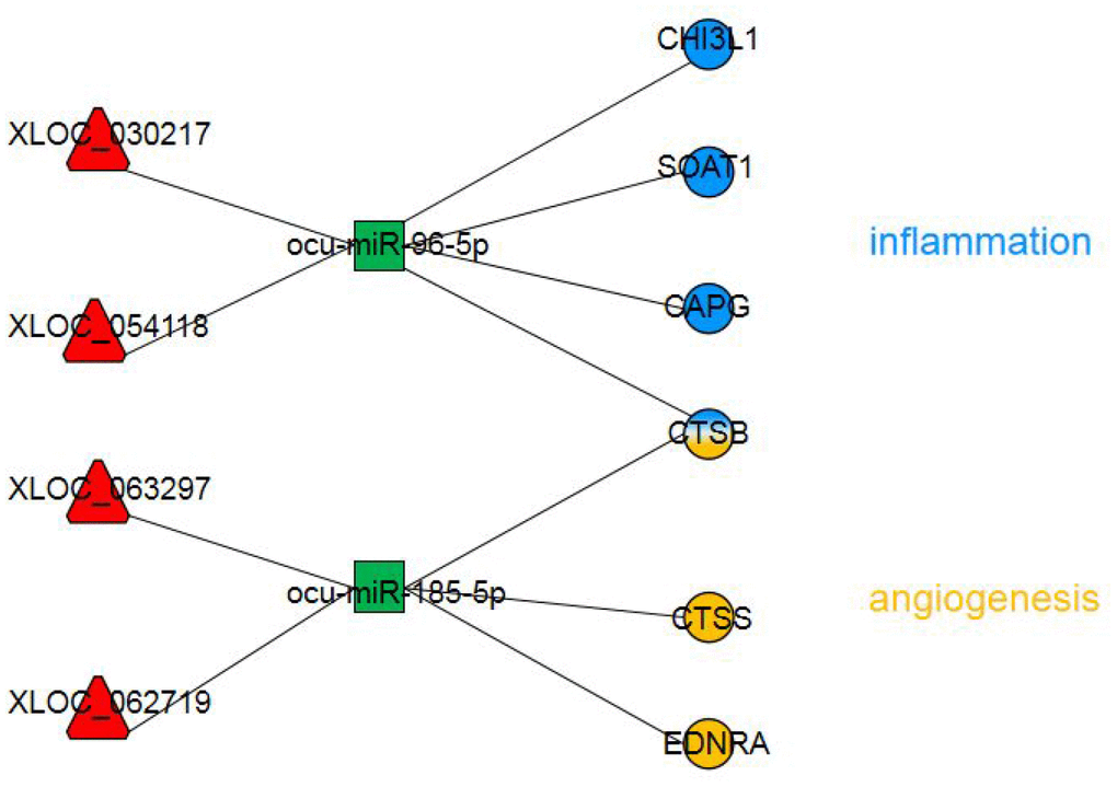 The dysregulated lncRNA-miRNA-mRNA network most likely involved in AS pathogenesis. The circles represent mRNAs with blue indicating inflammation and yellow indicating angiogenesis. The red triangles represent lncRNAs. The green squares represent miRNAs.