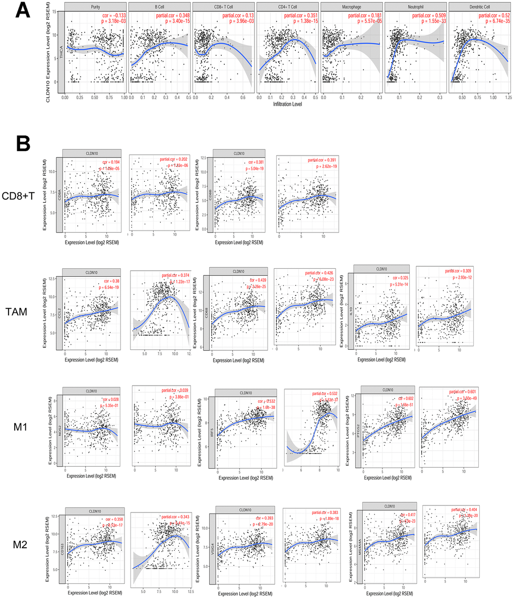 (A) Correlation of CLDN10 expression with tumor purity and immune cell infiltration levels in thyroid cancer. CLDN10 expression was negatively correlated with tumor purity (r=-0.133, PB) The CLDN10 expression was positively correlated with cell markers of CD8+T cell, Tumor-associated macrophage (TAM), M1 macrophage, and M2 macrophage, respectively.