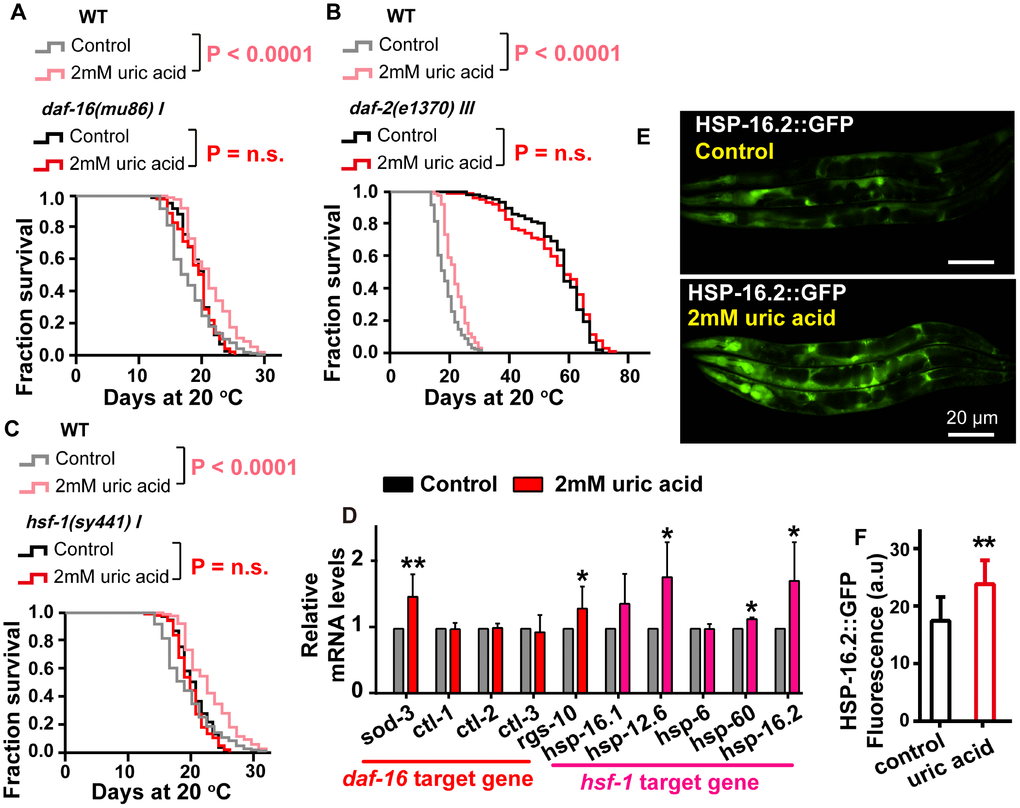 The effect of uric acid on extending life span depends on its regulation of the IIS signaling pathway. Survival analysis of (A) daf-16 (mu86), (B) daf-2 (e1370), (C) hsf-1 (sy441) mutant worms treated with 2 mM uric acid and of the untreated control (P value by log-rank test). The life span values of the repeat experiments are summarized in Supplementary Table 1. (D) QPCR analysis of the mRNA level of target genes daf-16 and hsf-1 when animals were exposed to 2 mM uric acid versus the control (means ± SD, n = 3, * P E, F) Images and quantification of GFP fluorescence of transgenic strain CL2070 (hsp-16.2p::GFP). Data are the means ± SD, n ≥ 30, ** p 