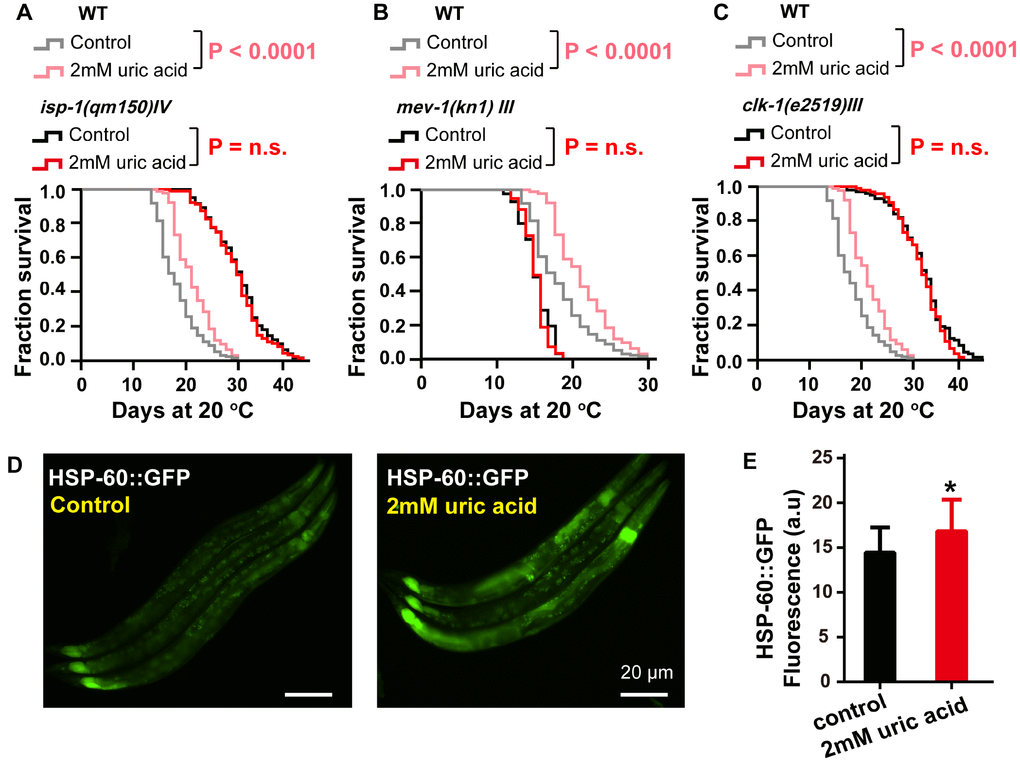 The effect of uric acid on extending life span depends on mitochondrial function. Survival analysis of (A) isp-1 (qm150), (B) mev-1 (kn1), (C) clk-1 (e2519) mutant animals treated with 2 mM uric acid versus control (P value by log-rank test). Details on the life span values are presented in Supplementary Table 1. (D, E) Images and quantification of GFP fluorescence of transgenic strain SJ4058 (hsp-60p::GFP). Data are the means ± SD, n ≥ 30, * p 