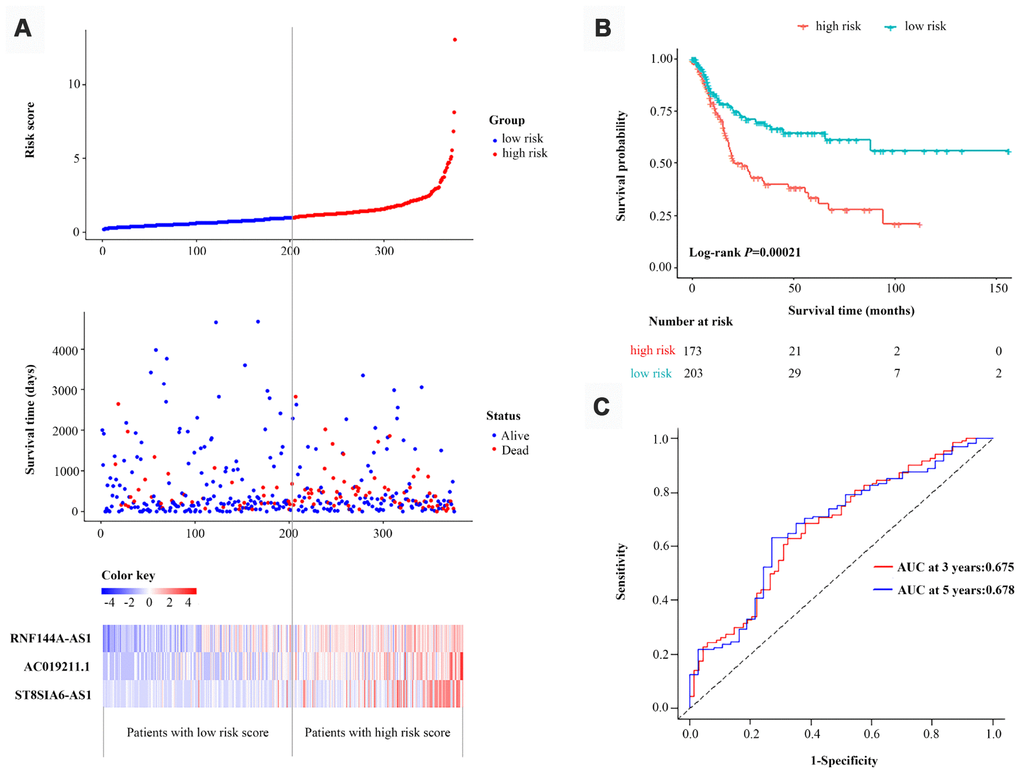 Validation of the three-lncRNA signature in the entire dataset. (A) The risk score distribution, OS status and heatmap of the three-lncRNA signature in the entire dataset. (B) Kaplan-Meier curves for the OS of bladder cancer patients based on the three-lncRNA signature in the entire dataset. The tick-marks on the curve represent the censored subjects. The number of patients at risk is listed below the curve. (C) Time-dependent ROC curve depicting the predictive accuracy of the signature for OS in the entire dataset.