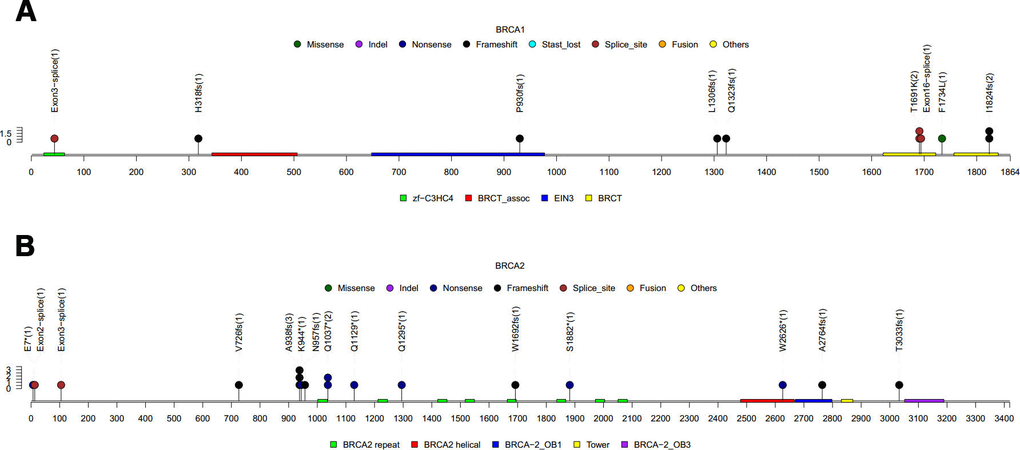 LP/P germline BRCA1/2 mutations detected in this cohort. (A) 11 LP/P mutations found in BRCA1. (B) 18 LP/P mutations found in BRCA2. Colored boxes depict the different functional domains along the gene. Small colored circles denote the type of mutation while the location of the circle specifies the mutation site. A patient is represented by a circle. The length of the lollipop represents the number of people of a specific variant.