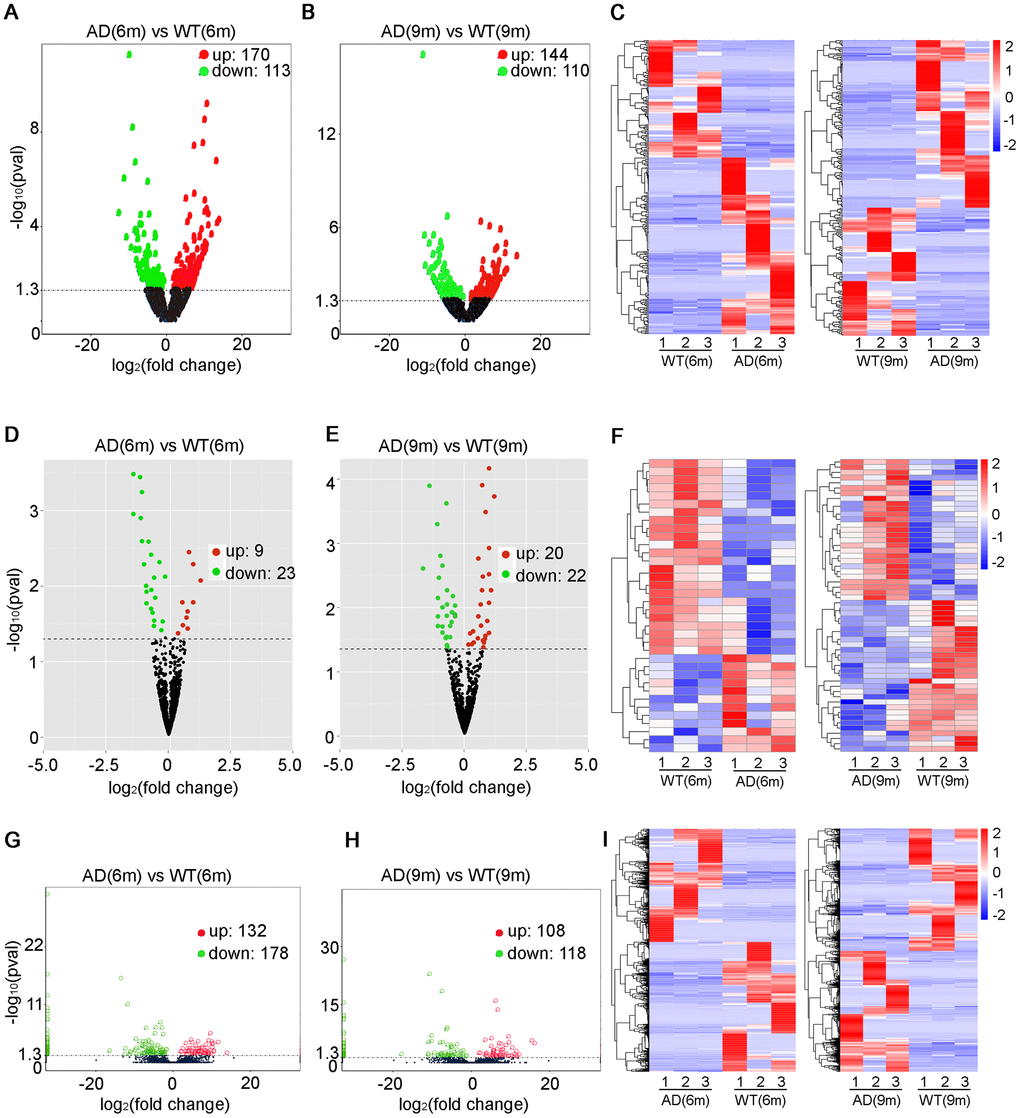 Expression profiles of distinct RNAs. (A–C) Expression profiles of lncRNAs. (A, B) In the volcano plots, green, red, and black points represent lncRNAs that were downregulated, upregulated, and not significantly different in APP/PS1 mice relative to wild-type (WT) control mice at 6 and 9 months, respectively. x-axis: log2 ratio of lncRNA expression levels between AD and WT. y-axis: false-discovery rate values (-log10 transformed) of lncRNAs, PC) Cluster analysis of expression of lncRNAs. Red and blue: increased and decreased expression at 6 and 9 months, respectively. Expression profiles are similarly shown for (D–F) miRNAs, pG–I) mRNAs, q