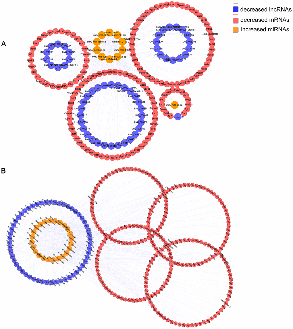 Identified lncRNA-associated ceRNA networks in APP/PS1 mice. The ceRNA networks were constructed based on identified lncRNA–miRNA and miRNA–mRNA interactions. The networks include decreased lncRNAs, increased miRNAs, and decreased mRNAs in APP/PS1 mice. (A) 6yes9no group, and (B) 6no9yes group.