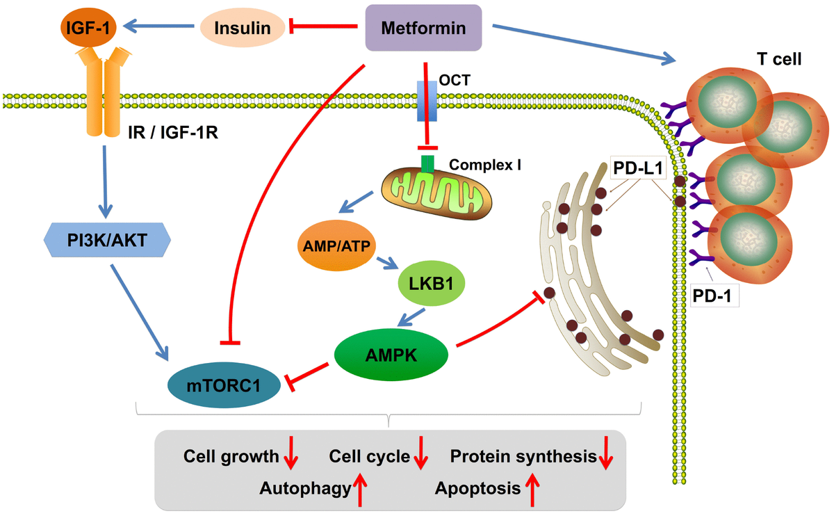 Metformin current clinical applications in nondiabetic patients with