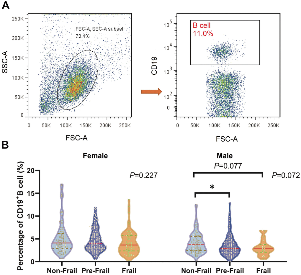 Comparison of the CD19+ B cell proportions in the lymphocyte in old individuals categorized with modified frailty index. (N=689) (A) Gating strategy for CD19+ B cells. Representative sample is shown. (B) Comparison of the median CD19+ B cell proportions in the lymphocyte of different frailty group in both female and male. *P 