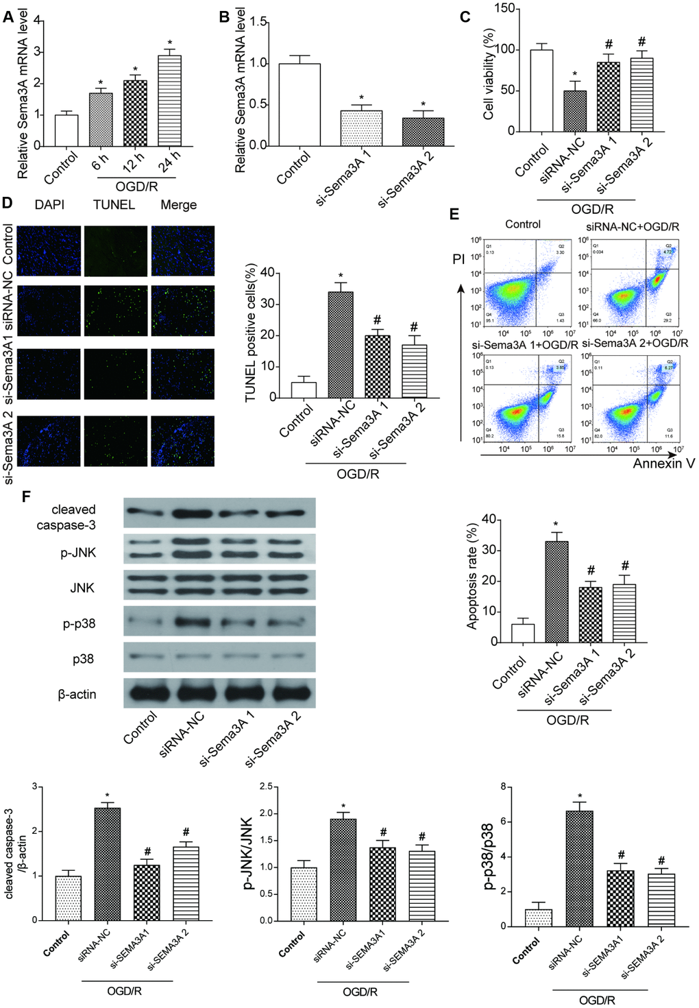 MRNA Sema3A was highly expressed in IS and correlated with cell viability and apoptosis. (A) The mRNA level of Sema3A in N2a cells climbed up with time after 6h, 12h, 24h of OGD/R treatment. *PB) Successful downregulation of Sema3A by si-Sema3A. *PC) Sema3A downregulation led to higher viability of OGD/R cells. *PPD, E) OGD/R cells have higher apoptosis rate compared with control groups while Sema3A downregulation is correlated with lower apoptosis level among OGD/R cells. *PPF) OGD/R cells tend to have higher level of c-caspase-3 as well as p-JNK and p-p38 in comparison with control group. Downregulation of Sema3A could counteract with this trend in OGD/R cells partly. *PP