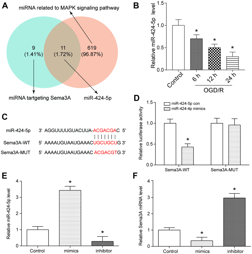MiR-424-5p targeted with Sema3A and was lowly expressed in IS. (A) MiR-424-5p was among 11 miRNAs which both targeted Sema3A and related to MAPK signaling pathway. (B) The relative miR-424-5p expression declined with time of 6h, 12h, 24h of OGD/R treatment. *PC, D) The target relationship between Sema3A and miR-424-5p was predicted by Targetscan and verified by dual luciferase assay. *PE, F) Upregulation of miR-424-5p by miR-424-5p mimics led to lower Sema3A expression, while downregulation of miR-424-5p led to higher Sema3A expression. *P