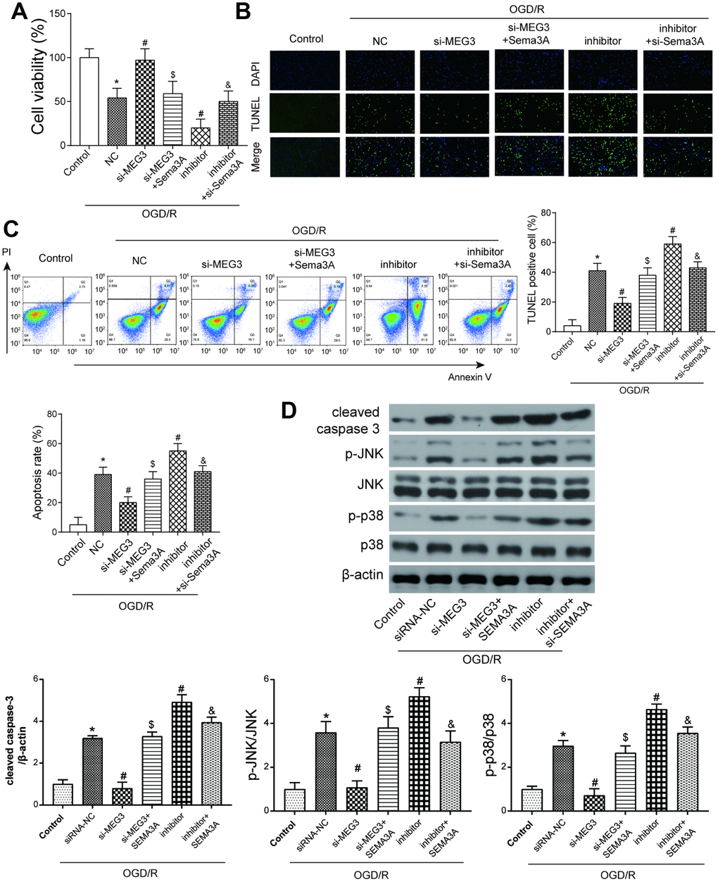 The MEG3/miR-424-5p/Sema3A axis affected cell viability and apoptosis in OGD cells via the MAPK pathway. (A) OGD/R cells have lower cell viability compared with control group. Among OGD/R cells, MEG3 downregulation led to higher cell viability, which could be offset by a simultaneous overexpression of Sema3A; miR-424-5p downregulation by its inhibitor led to a lower cell viability compared among OGD/R cells, which could be neutralized by a simultaneous downregulation of Sema3A. *PPPPB, C) OGD/R cells tend to have fairly high apoptosis rate compared to control group. Among OGD/R cells, MEG3 downregulation led to lower cell apoptosis level, which could be neutralized by a simultaneous overexpression of Sema3A; miR-424-5p downregulation by its inhibitor mediated more cell apoptosis, which could be neutralized by a simultaneous downregulation of Sema3A. *PPPPD) OGD/R cells tend to have higher cleaved caspase-3, p-JNK and p-p38 expression in comparison with control. Among OGD/R cells, the low expression of MEG3 led to a rise in expression of cleaved caspase-3, p-JNK and p-p38, miR-424-5p inhibitor led to drop of expression of cleaved caspase-3, p-JNK and p-p38. Sema3A overexpression could reverse the rise of si-MEG3, while si-Sema3A could reverse the drop of miR-424-5p inhibitor. *PPPP