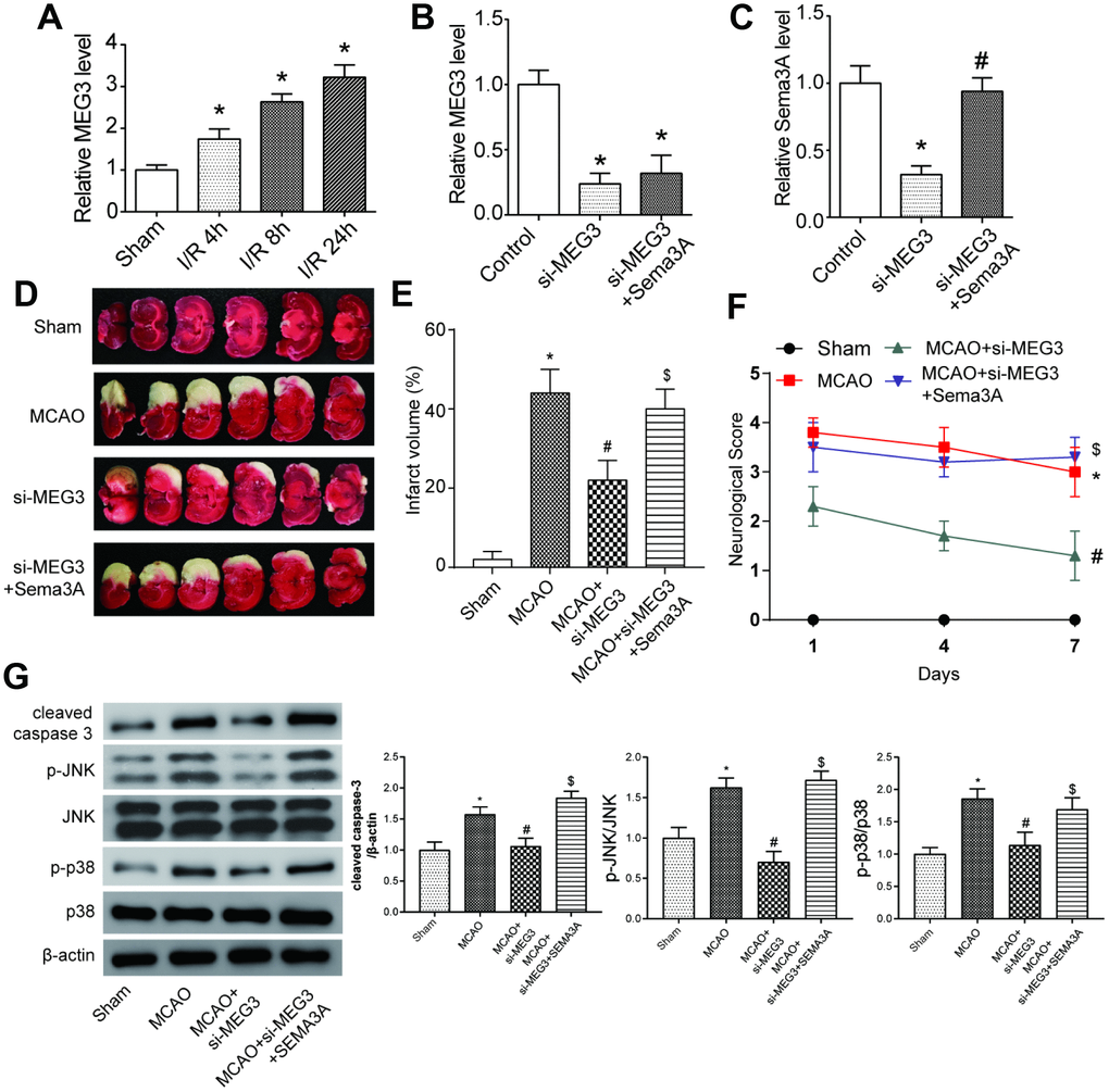 MEG3 expression accelerated the process of IS by promoting Sema3A expression in vivo. (A) Expression level of MEG3 increased gradually at 4h, 8h, 24h point in the process of ischemia reperfusion (I/R stands for ischemic reperfusion). *PB) Downregulation of MEG3 expression by si-MEG3 was proved significant. Simultaneous upregulation of Sema3A had little influence on the MEG3 expression. *PC) Sema3A expression was suppressed by si-MEG3, and the decrease was neutralized by manual Sema3A overexpression. *PPD) Representative image of brain slices of three groups of rats. Normal tissues were a pink or red color, whereas the ischemic tissues were white. MCAO rats tend to have a bigger ischemic area in contrast with Sham group. Among MCAO rats, si-MEG3 group with MEG3 down-regulated have smaller ischemic area while it could be reversed by overexpression of Sema3A. (E) Quantified average percentage of the infarction area in the whole brain, the percentage was higher in MCAO rats compared with sham group. Among MCAO rats, the infarct volume decreased in si-MEG3 group, while simultaneous overexpression of Sema3A weakened the decrease. *PPPF) Neurological score rose in MCAO rats compared with sham rats. Among MCAO rats, si-MEG3 group had lower neurological score than MCAO control, while simultaneous overexpression of Sema3A neutralized the decrease of score. *PPPG) Expression of cleaved caspase-3, p-JNK and p-p38 increased significantly in MCAO group compared with control group. In si-MEG3 group, expression of cell apoptosis markers cleaved caspase-3 and phosphorylated levels of JNK and p38 decreased. Overexpression of Sema3A reversed the change. *PPP