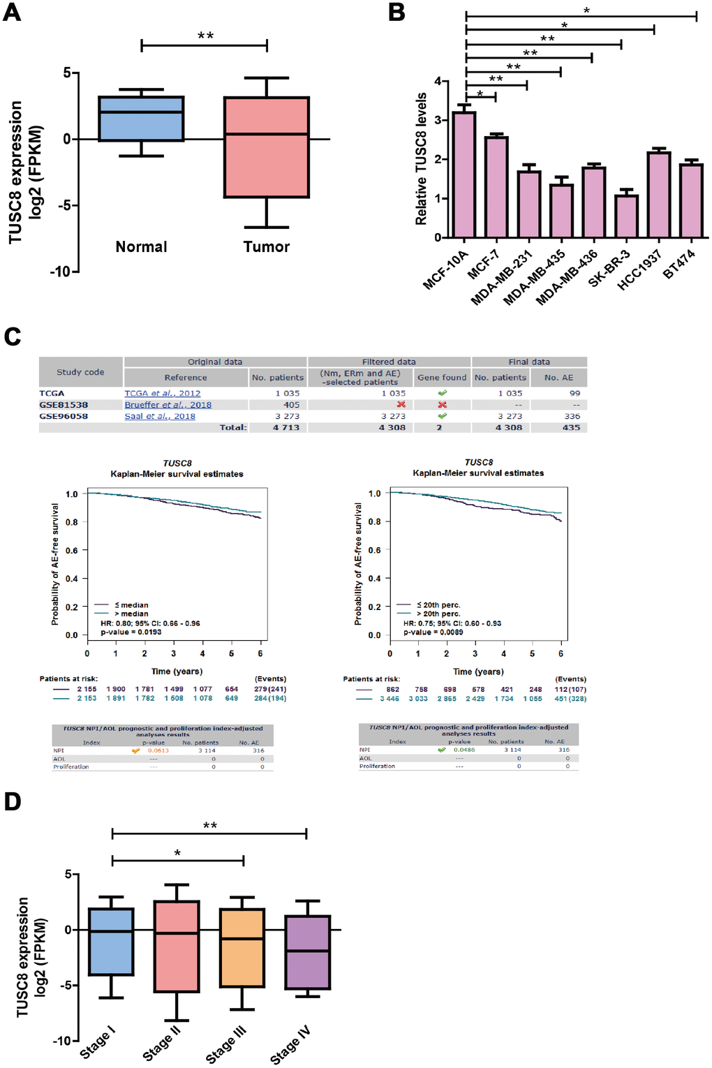 The TUSC8 is significantly down-regulated in breast cancer tissues and predicts better prognosis of breast cancer patients. (A) The down-regulation of TUSC8 expression in breast cancer samples (n=1104) compared with adjacent normal breast tissues (n=113) in TCGA database. (B) The TUSC8 expression levels were significantly down-regulated in multiple breast cancer cell lines compared with normal breast cancer cell line MCF-10A. (C) The survival curves of TUSC8 in breast cancer TCGA and GSE96058 dataset by using the median cut-off method and optimal cut-off method (20th percentage). (D) The expression levels of TUSC8 in different stages of breast cancer patients. The asterisks (*, **) indicate a significant difference (p p 