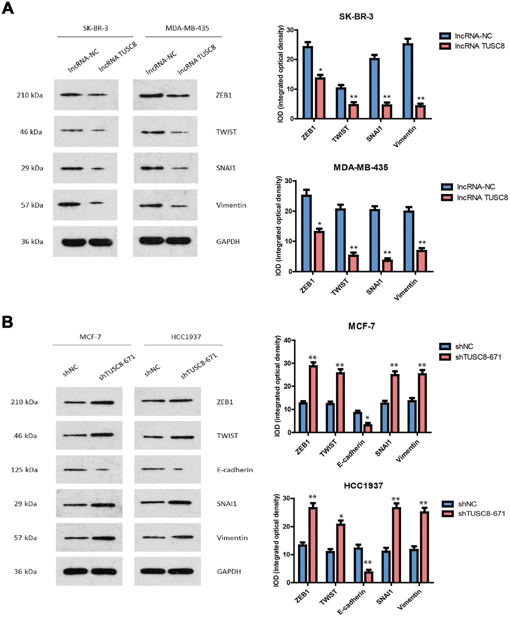 TUSC8 affects breast cancer cell metastasis through regulating the expression of epithelial–mesenchymal transition (EMT) related markers. (A) Over-expression of TUSC8 down-regulated the expression of mesenchymal related markers (ZEB1, TWIST, SNAI1 and Vimentin) in breast cancer cell lines SK-BR-3 and MDA-MB-435 by western blot. (B) Knock-down of TUSC8 up-regulated the expression of mesenchymal related markers (ZEB1, TWIST, SNAI1 and Vimentin), while down-regulated the expression of epithelial related marker (E-cadherin) in breast cancer cell lines MCF-7 and HCC1937 by western blot. The asterisks (*, **) indicate a significant difference (p p 