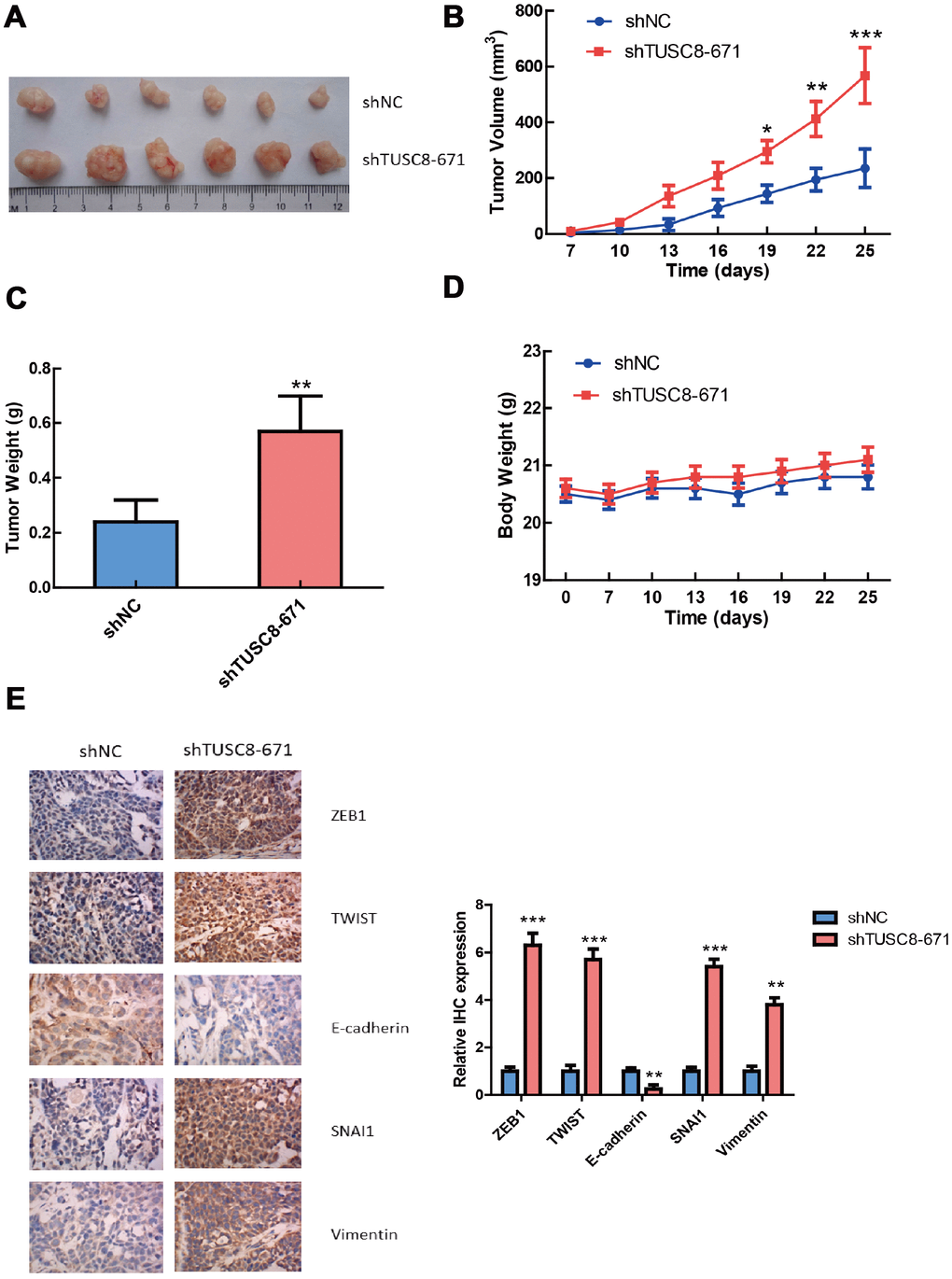 TUSC8 knock-down promotes tumorigenicity and tumor growth of breast cancer cells in vivo. (A, B) Stably knock-down of TUSC8 promoted breast cancer cell growth and increased tumor volume in MCF-7 cell line when subcutaneously injection into nude mice. (C) Knock-down of TUSC8 significantly increased the average tumor weight of breast tumors formed in the nude mice. (D) The body weight of nude mice exhibited no significant difference between TUSC8 knock-down group and negative control group. (E) The IHC staining of EMT related markers in nude mice breast tumors of TUSC8 knock-down group and negative control group. The asterisks (*, **, ***) indicate a significant difference (p p p 