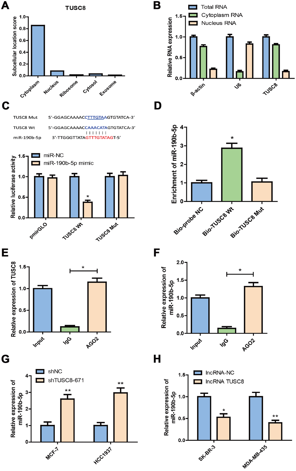 TUSC8 functions as molecular sponge for miR-190b-5p in breast cancer cells. (A) The subcellular location score of TUSC8 in IncLocator prediction database. (B) The relative TUSC8 expression levels in the cytoplasm and nucleus of MCF-7 cells. (C) Complementary sequence between miR-190b-5p and wild type (wt) TUSC8. The putative binding sites of miR-190b-5p were mutated in mutant (mut) TUSC8. MCF-7 cells that were co-transfected with miR-190b-5p mimics and wt or mut TUSC8 vectors were measured for luciferase activity. (D) miR-190b-5p was highly enriched in the sample pulled down with biotinylated wt TUSC8 rather than mut TUSC8 by RNA pull-down assay. (E, F) AGO2-RIP assay was performed in SK-BR-3 cell lysates, followed by qRT-PCR to detect TUSC8 and miR-190b-5p association with AGO2. The results indicated that TUSC8, miR-190b-5p and AGO2 formed a complex in SK-BR-3 cells. (G) Knock-down of TUSC8 significantly elevated the miR-190b-5p expression level in MCF-7 and HCC1937 cell lines. (H) Over-expression of TUSC8 significantly reduced the miR-190b-5p expression level in SK-BR-3 and MDA-MB-435 cell lines. The asterisks (*, **) indicate a significant difference (p p 