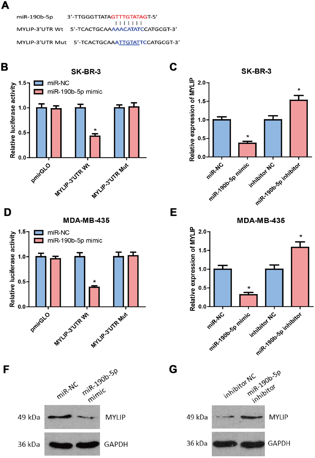 MYLIP is a direct target of miR-190b-5p in breast cancer cells. (A) Complementary sequence between miR-190b-5p and wild type (wt) 3′UTR of MYLIP. The putative binding sites of miR-190b-5p was mutated in 3′UTR of MYLIP (mut MYLIP-3′UTR). (B) SK-BR-3 cells that were co-transfected with miR-190b-5p mimics and wt or mut 3′UTR of MYLIP were subjected to luciferase activity measurement. (C) SK-BR-3 cells that were transfected with miR-190b-5p mimics or miR-190b-5p inhibitors were subjected to qRT-PCR for MYLIP mRNA expression. (D) MDA-MB-435 cells that were co-transfected with miR-190b-5p mimics and wt or mut 3′UTR of MYLIP were subjected to luciferase activity measurement. (E) MDA-MB-435 cells that were transfected with miR-190b-5p mimics or miR-190b-5p inhibitors were subjected to qRT-PCR for MYLIP mRNA expression. (F) miR-190b-5p overexpression reduced the protein expression level of MYLIP in MDA-MB-435 cells. (G) miR-190b-5p inhibition increased the protein expression level of MYLIP in SK-BR-3 cells. The asterisk (*) indicates a significant difference (p 