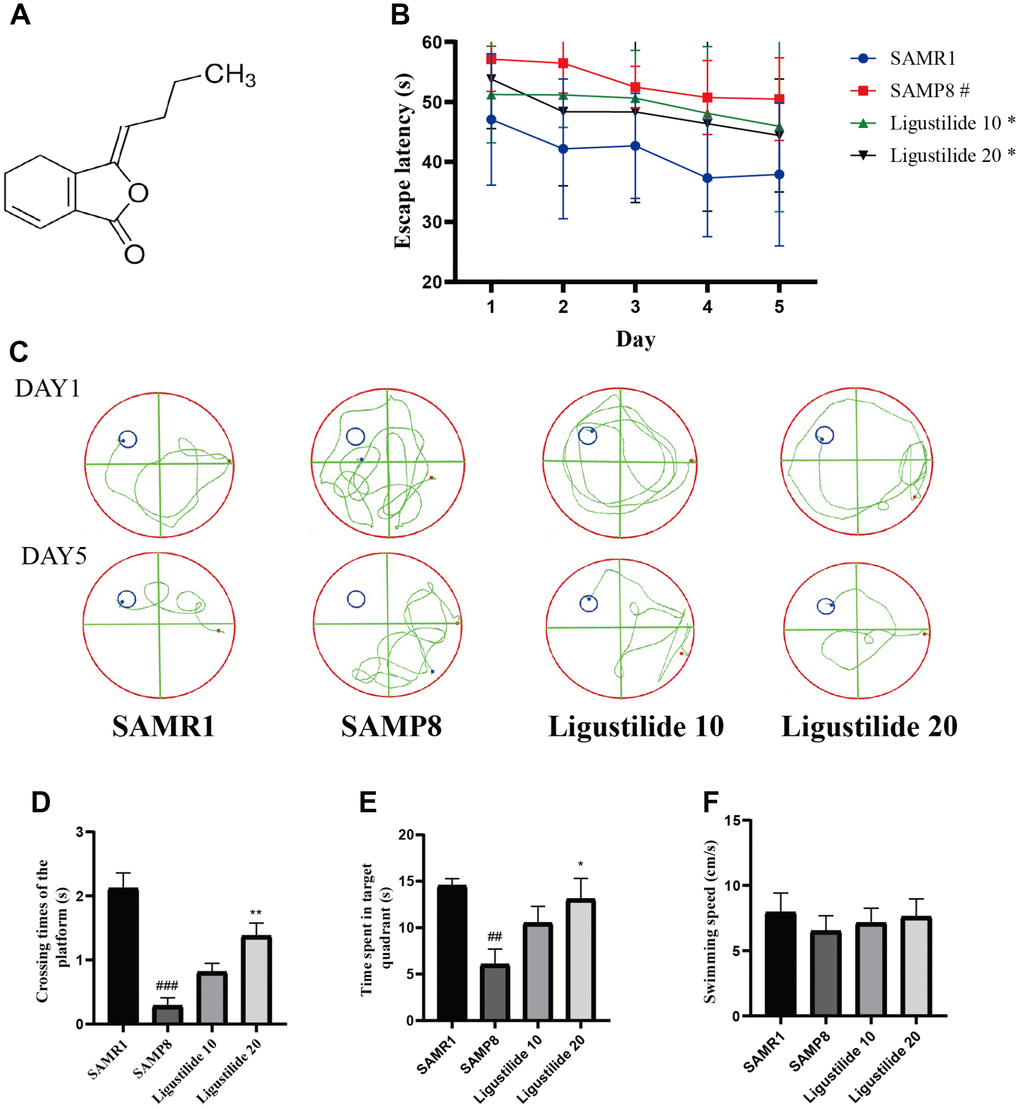 Ligustilide improves aging-induced cognitive dysfunction in SAMP8 mice. (A) The chemical structure of ligustilide. (B) Escape latency from five consecutive days of tests. (C) The swimming paths of each respective group on the sixth day. (D) Crossing times of the target platform in the probe trial. (E) Time spent in the target quadrant in the probe trial. (F) The swimming speed in the probe trial. Ligustilide 10 (10 mg/kg/d); Ligustilide 20 (20 mg/kg/d). Data represent mean ± SD (n = 20 per group). #p p p p p p 