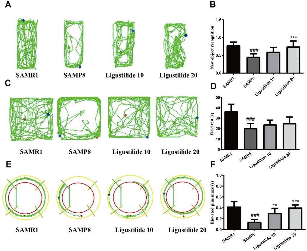 Ligustilide improves aging-induced cognitive dysfunction in SAMP8 mice. (A) Trajectory map for each respective group in the new object recognition. (B) Times by each respective group exploring a reference object and a new object. (C) Trajectory map for each respective group in the field test. (D) Time spent by each respective group in the field test. (E) Trajectory map for each respective group in the elevated plus maze. (F) Time spent by each respective group in the elevated plus maze. Ligustilide 10 (10 mg/kg/d); Ligustilide 20 (20 mg/kg/d). Data represent mean ± SD (n = 20 per group). #p p p p p p 