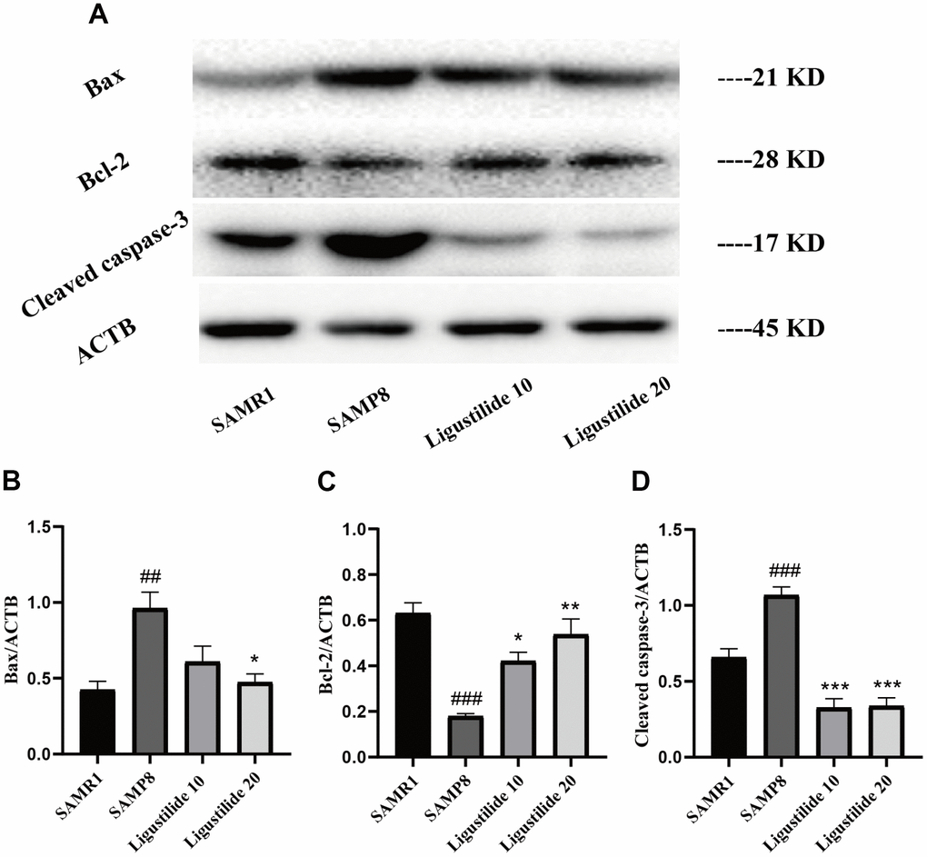 Ligustilide protects against neuronal apoptosis in hippocampus. (A) The levels of (B) Bax, (C) Bcl-2 and (D) Cleaved caspase-3 were detected in the hippocampus. Ligustilide 10 (10 mg/kg/d); Ligustilide 20 (20 mg/kg/d). Data represent mean ± SD (n = 20 per group). #p p p p p p 