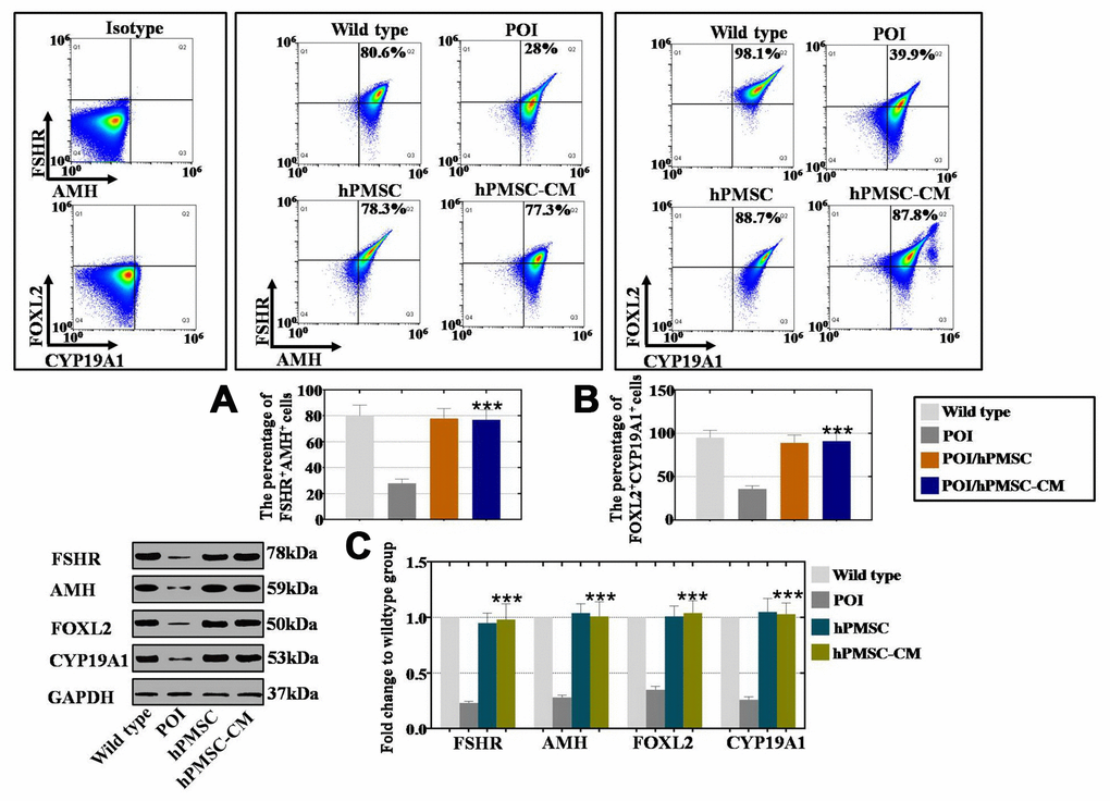 hPMSCs upregulated the marker expression level of hGCs with POI. (A) FACS results indicated that hPMSCs increased the number of FSHR+AMH+ positive hGCs. (B) FACS results indicated that hPMSCs increased the number of CYP19A1+FOXL2+ positive hGCs. (C) Western blot results showed that hPMSCs increased the protein levels of FSHR, AMH, CYP19A1 and FOXL2 in POI hGCs to the normal level. All experiments were carried out three times; error bars indicate the SD; *** p 