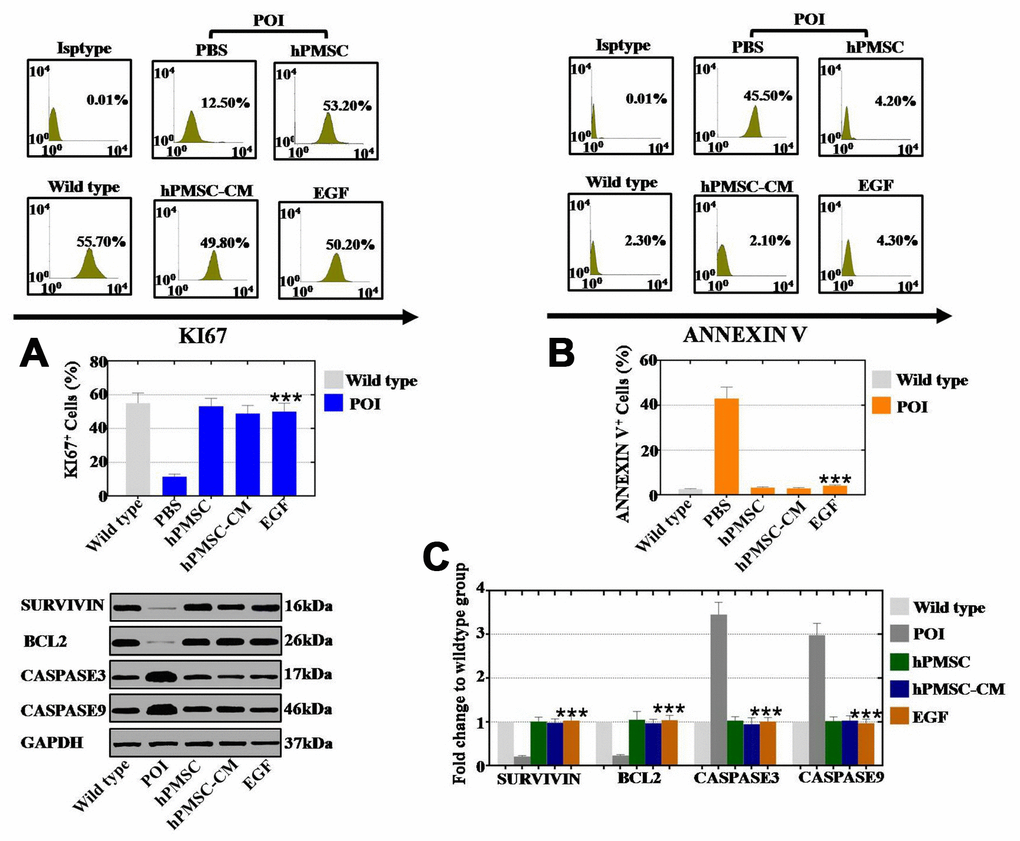 EGF derived from hPMSCs improved the proliferation rate and inhibited the apoptosis rate in POI hGCs. (A) FACS results indicated that hPMSCs, hPMSC-CM or EGF treatment improved the proliferation rate (Ki67) in POI hGCs. (B) FACS results indicated that hPMSCs, hPMSC-CM or EGF treatment inhibited the rate of apoptosis (Annexin V) in POI hGCs. (C) Western blot results demonstrated that hPMSCs, hPMSC-CM or EGF treatment increased the expression of apoptosis resistance genes (Bcl2 and Survivin) and reduced the expression levels of apoptosis genes (Caspase 3 and Caspase 9). All of the experiments were carried out three times; the error bars indicate the SD; *** p 