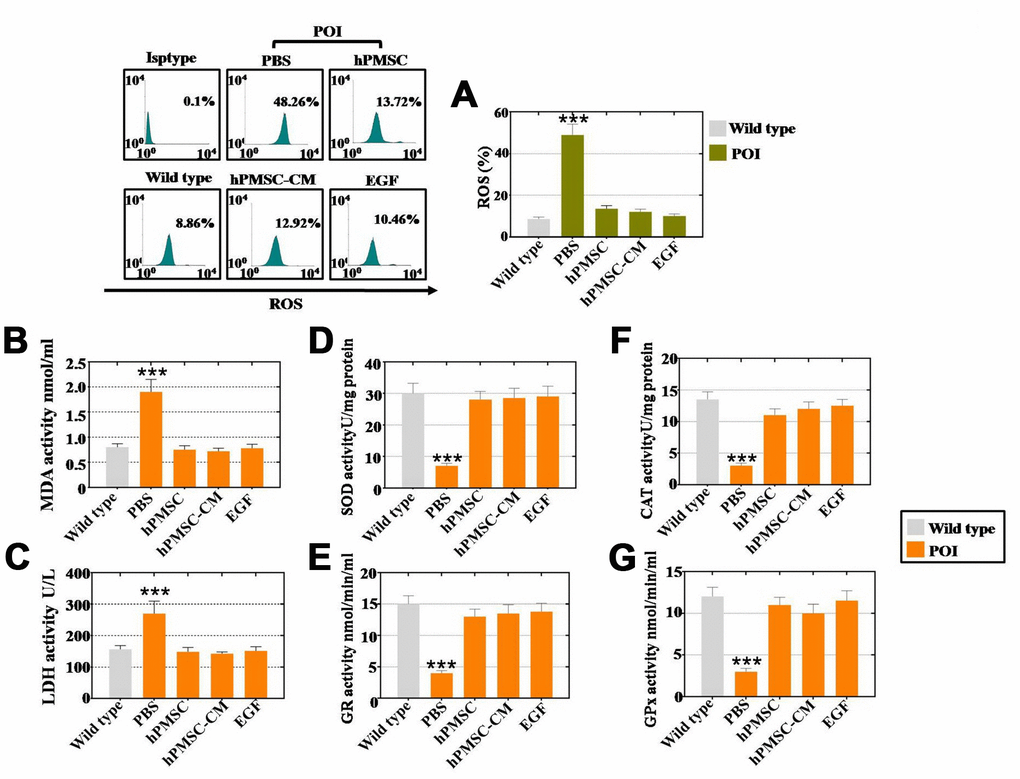 EGF derived from hPMSCs suppressed ROS in POI hGCs. (A) hPMSC, hPMSC-CM or EGF treatment suppressed ROS in vitro to normal levels (POI hGCs). (B) ELISA results revealed that hPMSCs, hPMSC-CM or EGF treatment inhibited MDA expression to the WT group level. (C) hPMSC, hPMSC-CM or EGF treatment suppressed the level of SOD expression in vitro. (D) ELISA results indicated that hPMSCs, hPMSC-CM or EGF treatment elevated CAT expression in POI hGCs. (E) hPMSC, hPMSC-CM or EGF treatment increased LDH expression to the WT group level in vitro. (F) ELISA results demonstrated that hPMSCs, hPMSC-CM or EGF improved the level of GR in vitro. (G) hPMSC, hPMSC-CM or EGF treatment increased GPx expression to normal levels in POI hGCs. All of the experiments were carried out three times. The error bars indicate the SD; *** p 