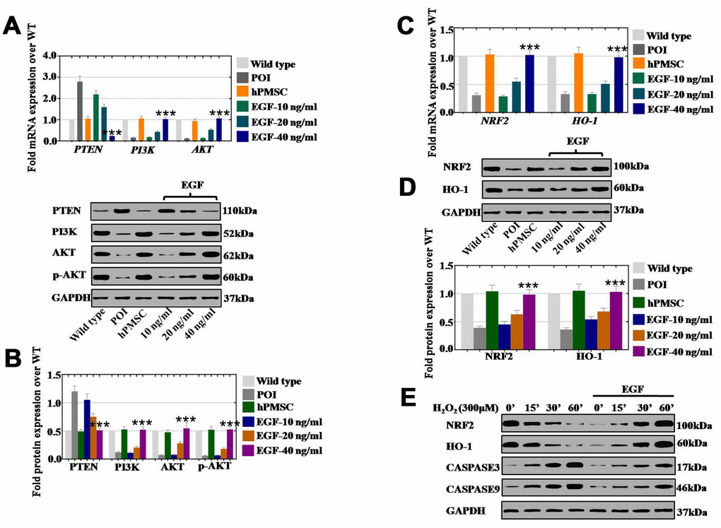 EGF derived from hPMSCs suppressed ROS by upregulating the NRF2/HO-1 pathway in vitro. (A) qPCR analysis of the mRNA expression levels of PI3K, AKT and PTEN in POI hGCs after hPMSC or EGF (with 10 ng/ml, 20 ng/ml, and 40 ng/ml) treatment. (B) Western blot analysis of the protein levels of PI3K, AKT and PTEN in POI hGCs after hPMSC and EGF (with 10 ng/ml, 20 ng/ml, and 40 ng/ml) treatment. (C) qPCR analysis of the mRNA levels of NRF2 and HO-1 in POI hGCs after hPMSC or EGF (with 10 ng/ml, 20 ng/ml, and 40 ng/ml) treatment. (D) Western blot analysis of the protein levels of NRF2 and HO-1 in POI hGCs after hPMSC or EGF (with 10 ng/ml, 20 ng/ml, and 40 ng/ml) treatment. (E) Western blot analysis of the protein levels of NRF2, HO-1, CASPASE 3 and CASPASE 9 in H2O2-treated hGCs after EGF (with different concentrations) coculture. All experiments were carried out three times. The error bars indicate the SD; *** p Supplementary Table 1.