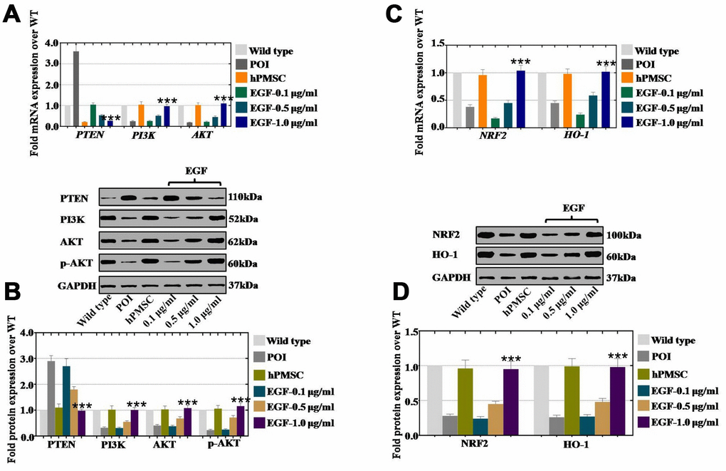 EGF derived from hPMSCs suppressed ROS by upregulating the NRF2/HO-1 pathway in a POI mouse model. (A) qPCR analysis of the mRNA expression levels of PI3K, AKT and PTEN in POI hGCs after in vivo treatment with hPMSC or EGF (with 0.1 μg/ml, 0.5 μg/ml, and 1.0 μg/ml). (B) Western blot analysis of the protein expression levels of PI3K, AKT and PTEN in POI hGCs after hPMSC or EGF (with 0.1 μg/ml, 0.5 μg/ml, 1.0 μg/ml) treatment. (C) qPCR analysis of the mRNA levels of NRF2 and HO-1 in POI hGCs after hPMSC and EGF (with 0.1 μg/ml, 0.5 μg/ml, and 1.0 μg/ml) treatment. (D) Western blot analysis of the protein levels of NRF2 and HO-1 in POI hGCs after hPMSC and EGF (with 0.1 μg/ml, 0.5 μg/ml, and 1.0 μg/ml) treatment. All experiments were carried out three times. The error bars indicate the SD; *** p Supplementary Table 1.