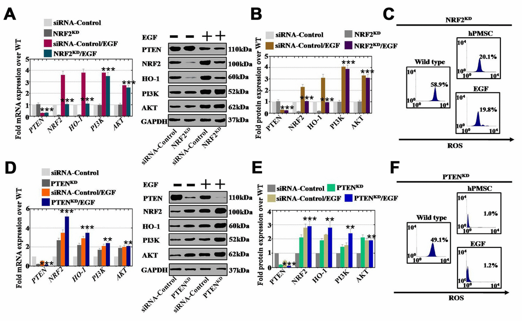 EGF affected ROS levels by regulating the NRF2/HO-1 signaling pathway but not the PI3K/AKT signaling pathway. (A) qPCR analysis of the expression levels of PTEN, NRF2, HO-1, PI3K and AKT in hGCs-NRF2KD after treatment with EGF. (B) Western blot analysis of the expression levels of PTEN, NRF2, HO-1, PI3K and AKT in hGCs-NRF2KD after treatment with EGF. (C) ROS levels were measured in hGCs-NRF2KD after treatment with hPMSCs and EGF. (D) qPCR analysis of the expression levels of PTEN, NRF2, HO-1, PI3K and AKT in hGCs-PTENKD after treatment with EGF. (E) Western blot analysis of the expression levels of PTEN, NRF2, HO-1, PI3K and AKT in hGCs-PTENKD after treatment with EGF. (F) ROS levels were measured in hGCs-PTENKD after treatment with hPMSCs and EGF. All experiments were carried out three times. The error bars indicate the SD; **, p p Supplementary Table 1.