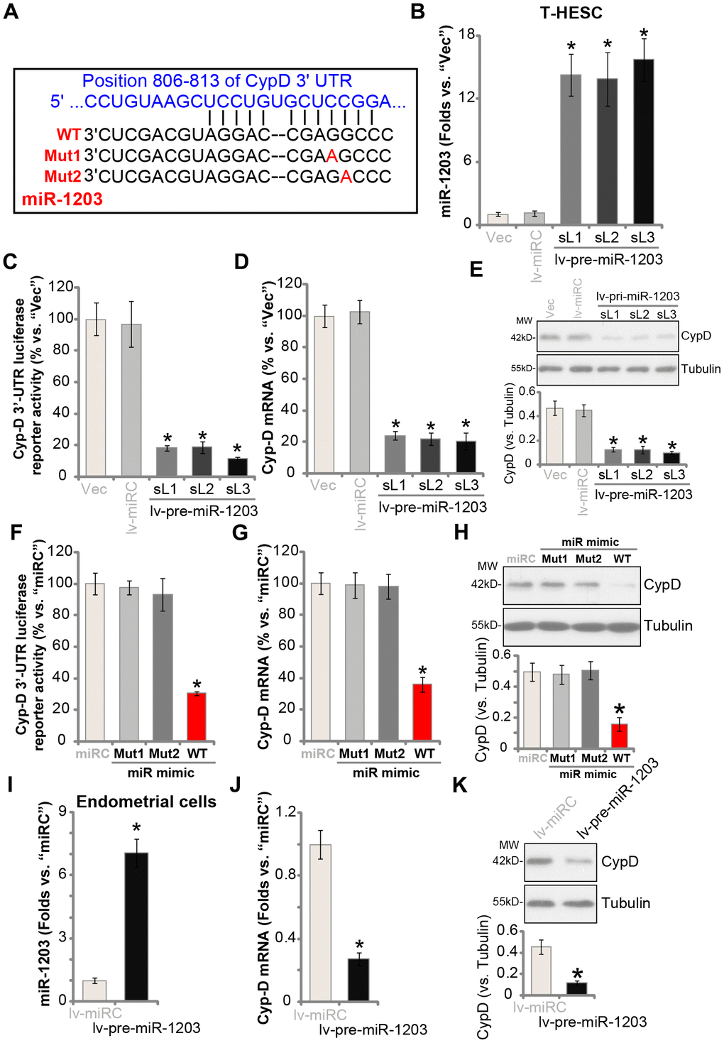 miR-1203 targets and silences CypD in human endometrial cells. The wild-type (WT) microRNA-1203 (miR-1203) targets CypD 3’-UTR (3’-untranslated region) at position 806-813 (A). T-HESC endometrial cells were infected with pre-miR-1203-encoding lentivirus (“lv-pre-miR-1203”), following puromycin selection three stable cell lines were established: “sL1/sL2/sL3”. Control T-HESC cells were infected with microRNA control lentivirus (“lv-miRC”); Expression of mature miR-1203 and CypD mRNA was tested by qPCR assays (B and D); The relative CypD 3’-UTR luciferase reporter activity was examined (C), with CypD protein expression tested by Western blotting assays (E). T-HESC cells were transfected with 500 nM of control microRNA mimic (“miRC”), the wild-type (“WT-”) or the mutant (“Mut1/2”, see sequences in A) miR-1203 mimics for 48h, the relative CypD 3’-UTR luciferase reporter activity (F), CypD mRNA (G) and protein (H) levels were tested. The primary human endometrial cells (“Endometrial cells”, same for all Figures) were infected with lv-pre-miR-1203 or lv-miRC lentivirus for 48h, expression of mature miR-1203 (I), CypD mRNA (J) and protein (K) was shown. CypD protein expression was quantified and normalized to the loading control (E, H and K). “MW” stands for molecular weight (same for all Figures). “Vec” stands for the empty vector control (same for all Figures). Data were presented as mean ± SD (n=5). * P 