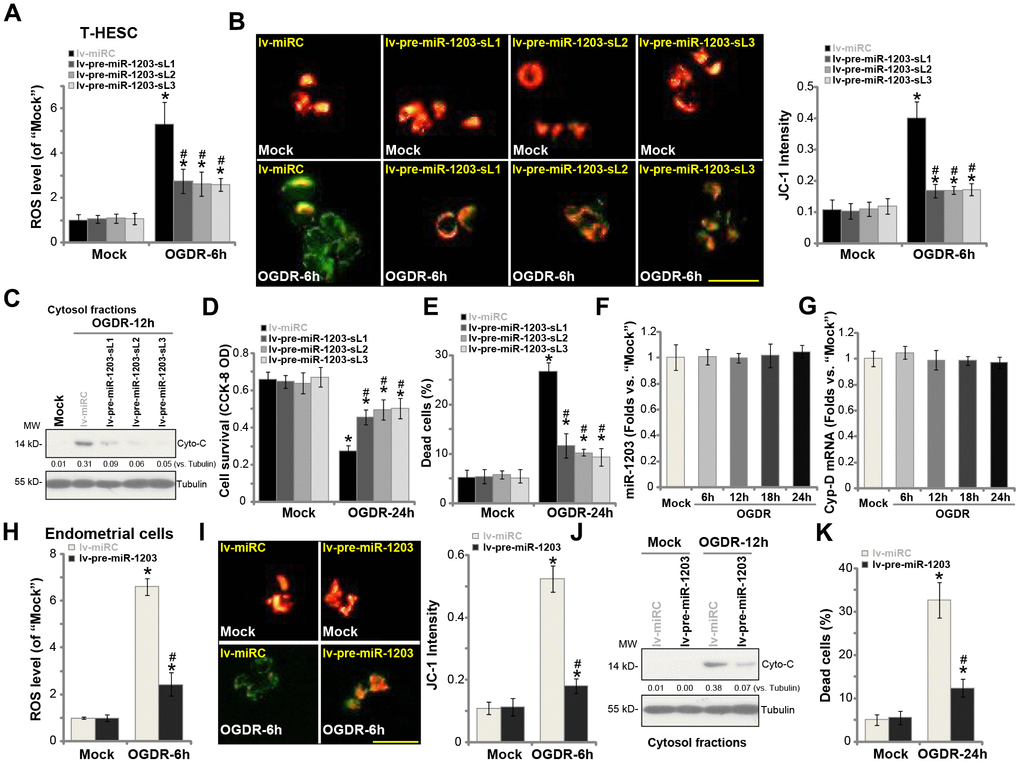 Forced miR-1203 overexpression protects human endometrial cells from OGDR-induced programmed necrosis. The stable T-HESC cells, with the pre-miR-1203-encoding lentivirus (“lv-pre-miR-1203-sL1/2/3”) or the control T-HESC cells with microRNA control lentivirus (“lv-miRC”), were subjected to OGD exposure for 4h, followed by re-oxygenation (“OGDR”) for applied time periods, ROS production (DCF-DA intensity, (A) mitochondrial depolarization (JC-1 green fluorescence accumulation, (B) cytochrome C release (C) testing cytosol proteins) were tested by the assays mentioned in the text; Cell survival and necrosis were tested by CCK-8 (D) and LDH release (E) assays, respectively. The parental control T-HESC cells were treated with the OGDR procedure for applied time periods, expression of mature miR-1203 (F) and CypDmRNA (G) was tested by qPCR assays. The primary human endometrial cells were infected with lv-pre-miR-1203 or lv-miRC lentivirus for 48h, followed by OGDR procedure for the applied time periods, ROS production (H), mitochondrial depolarization (I), cytochrome C release (J, testing cytosol proteins) and cell necrosis (K) were tested similarly. For the cytochrome C release assay, relative cytosol cytochrome C level (vs. Tubulin) was quantified (C and J). Data were presented as mean ± SD (n=5). “Mock” stands for non-OGDR treatment (same for all Figures). * P #P B and I).