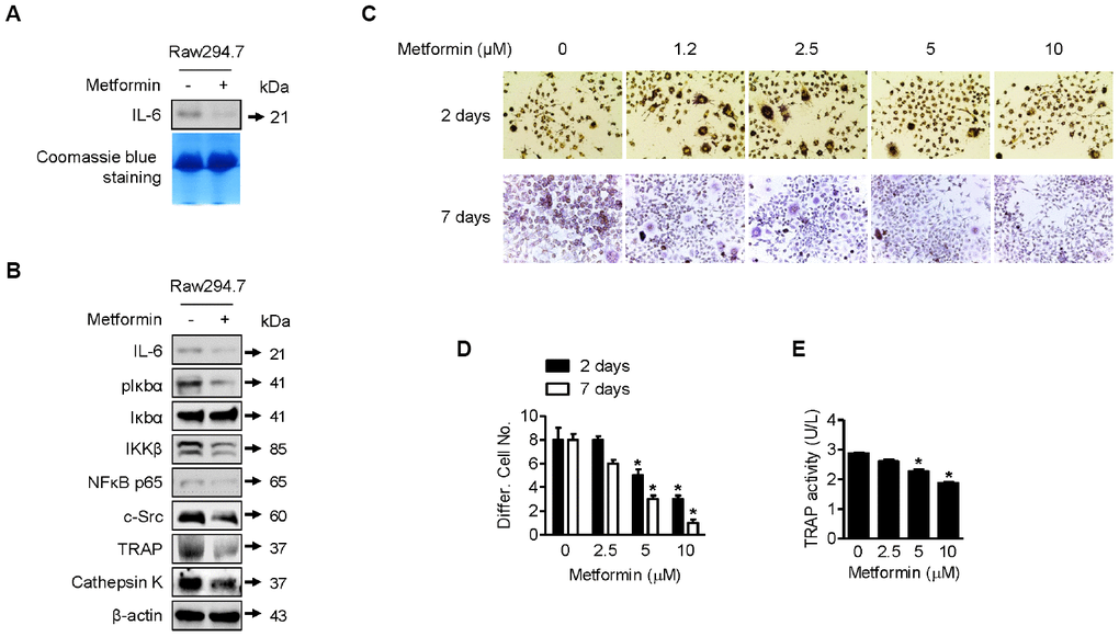 Downregulation of osteoclast differentiation by metformin. (A) For Western blotting analysis of IL-6 expression by metformin in RAW264.7 cells, cells were treated with 5 μM of metformin or an equal volume of DMSO (0.1%) for 1 h. Cell culture medium from the treated cells was condensed with a Microcon for Western blotting. Coomassie blue staining of SDS-PAGE gels were used for a loading control. (B) For Western blotting analysis, cells were treated with 5 μM of metformin or an equal volume of DMSO (0.1%) for 1 h. Cells were harvested, and the lysed proteins were resolved on SDS-PAGE and immunoblotted with specific antibodies against IL-6, pIκbα, Iκbα, IKKβ, NFκB p65, c-Src, TRAP, and Cathepsin K. β-actin blotting was used as a loading control. (C) Cells were treated with 2.5, 5, and 10 μM of metformin or an equal volume of DMSO (0.1%) with or without RANKL (0.1 μg/ml) for 2 or 7 days. During incubation, cell culture medium containing the proper amount of metformin was changed every other day. Cells were fixed and stained by the TRAP staining kit according to the manufacturer’s manual. For quantitative comparison, multinucleated cells were counted (D). (E) RAW264.7 cells were treated with 2.5, 5, and 10 μM of metformin or an equal volume of DMSO (0.1%) for 1 h. TRAP activity in cells was analyzed according to the manufacturer’s protocol. Significant differences between metformin and DMSO control groups are indicated (*P 