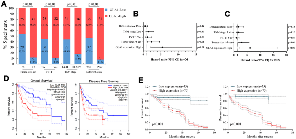 OLA1 expression is correlated with clinicopathological features and poor prognosis. (A) OLA1 expression levels were significantly correlated with tumor size, PVTT, TNM stage and tumor differentiation. (B and C) OLA1 expression and several other clinical characteristics were analyzed by multivariate Cox regression analysis to determine whether they were independent prognostic factors in predicting the overall survival (OS) and disease-free survival (DFS) of HCC patients. (D) Overall survival and disease-free survival analysis of TCGA data. (E) Overall survival and disease-free survival curves for HCC patient groups seen in our clinical data.