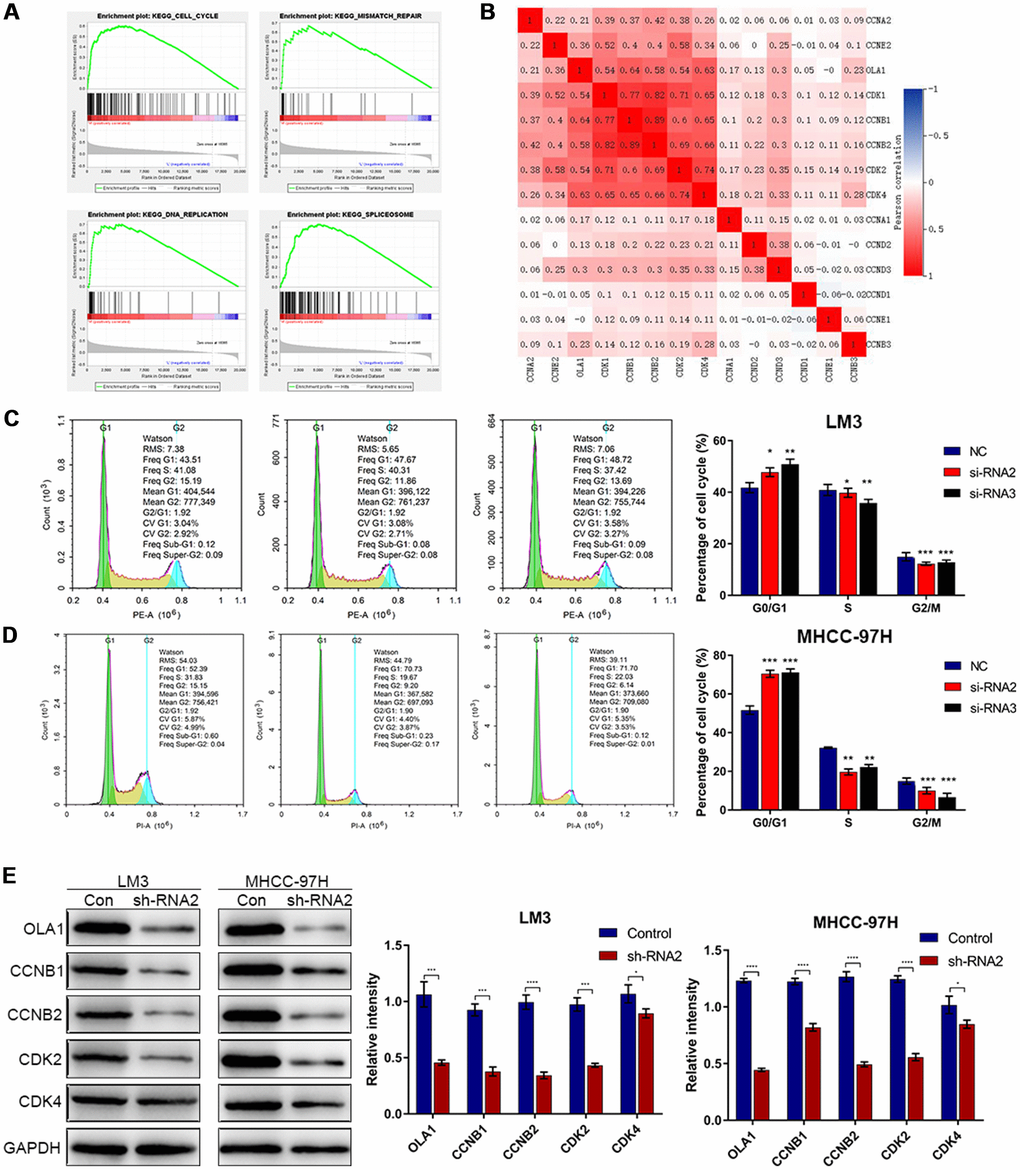 Downregulation of OLA1 arrests the cell cycle in HCC cells. (A) GSEA using TCGA datasets suggested that OLA1 is related to the cell cycle in HCC. (B) Correlation analysis showed that OLA1 is strongly related to CDK1, CDK2, CDK4, CCNB1 and CCNB2. (C and D) Depletion of OLA1 triggered G0/G1 blockade in LM3 and MHCC-97H cells. (E) Western blot analysis suggested that knockdown of OLA1 downregulated CDK1, CDK2, CDK4, CCNB1 and CCNB2. All *P