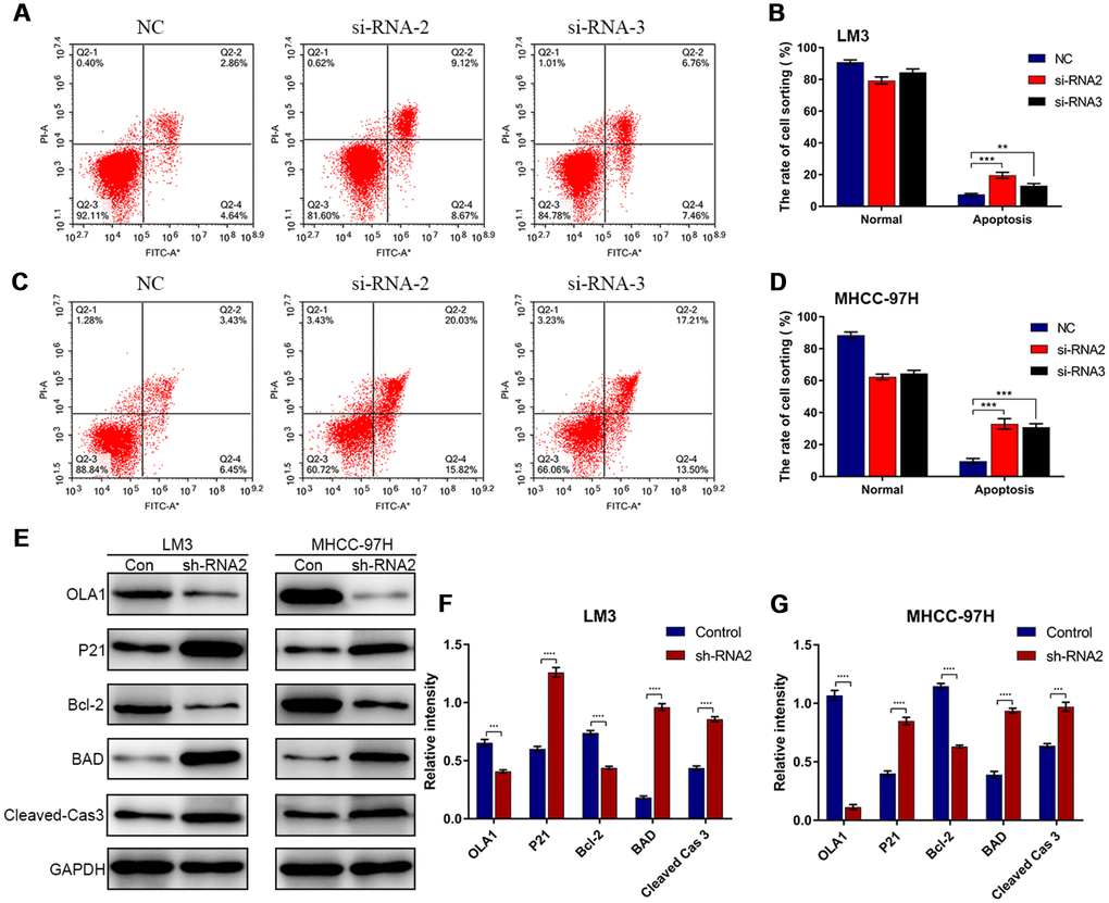 Depletion of OLA1 promotes apoptosis in HCC cells. (A–D) Flow cytometry was performed to determine the level of cell apoptosis in si-OLA1 groups. (E–G) Western blot analysis showed that knockdown of OLA1 upregulated P21, BAD and cleaved caspase 3 levels and downregulated Bcl-2 levels in HCC cells. All *P