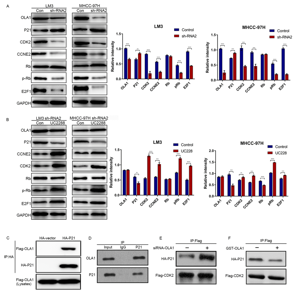 OLA1 inhibits the interaction between CDK2 and P21. (A) LM3 and MHCC-97H cells were transfected with OLA1 sh-RNA2 or treated with the P21 inhibitor UC2288 for 48 h, and cell lysates were analyzed by western blot using the indicated antibodies. (B) HCC cells were transfected with Flag-CDK2 and HA-P21 in the presence or absence of siRNA-OLA1 or GST-OLA1 for 48 h. Flag-CDK2 and HA-P21 were examined by co-IP assays, followed by western blot. (C) HEK293T cells were transfected with Flag-OLA1 or HA-P21 (or both) for 48 h. The interaction between exogenous OLA1 and P21 was examined by co-IP assays, followed by western blot. (D) The interaction between endogenous OLA1 and P21 was examined by co-IP assays, followed by western blot. h, hour.