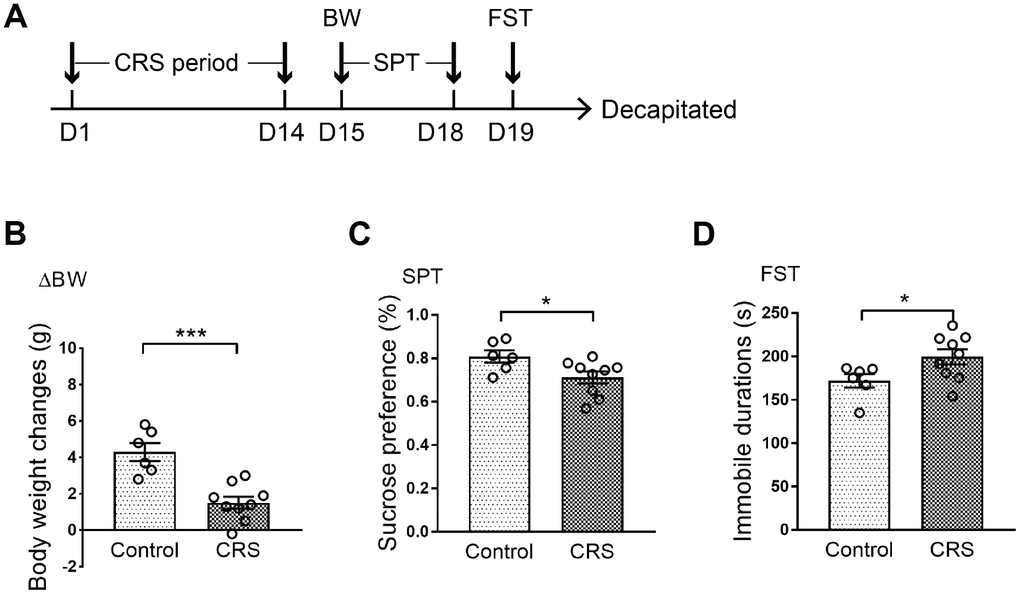 Depressive-like behaviors in CRS mice. (A) Schematic of the experimental process. The CRS process lasted 14 days. (B) The body weight changes of the two groups were displayed. (C) Sucrose preference was tested. (D) Immobile durations in FST after CRS. (* p