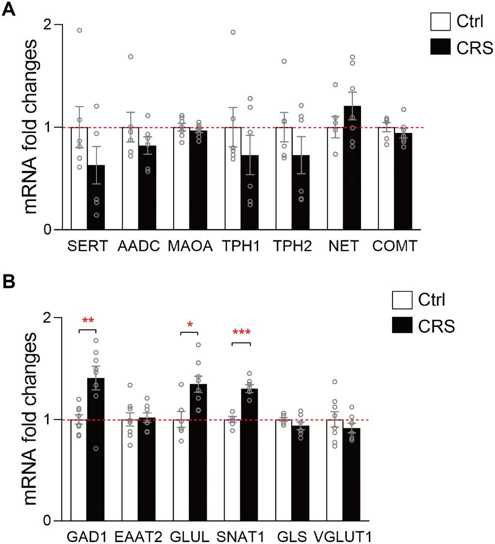 RT-qPCR validation of mRNA expression levels of key enzymes and transporters in glutamatergic and monoaminergic pathways in the EC of mice after CRS exposure. β-actin and GAPDH were used to normalize the expression levels of genes in control group and CRS group. (A) The mRNA expression levels of SERT, AADC, MAOA, TPH1, TPH2, NET and COMT in monoaminergic pathway were examined by RT-qPCR. (B) The mRNA expression levels of GAD1, EAAT2, GLUL, SNAT1, GLS and VGLUT1 in glutamatergic pathway were tested in both groups through RT-qPCR. (* P