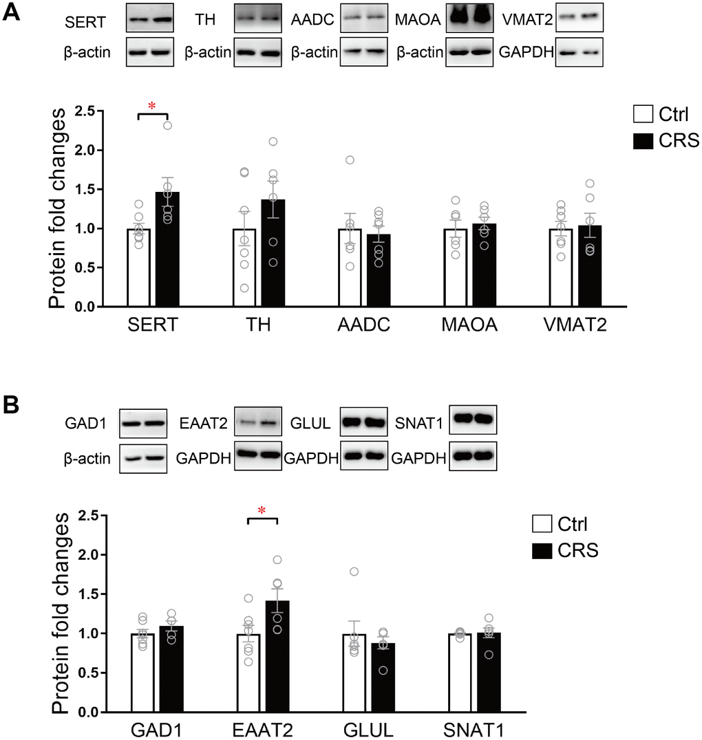 Western blot analysis of protein expression levels of key enzymes and transporters in glutamatergic and monoaminergic pathways in the EC of mice after CRS exposure. β-actin and GAPDH were used to normalize the expression levels of proteins in control group and CRS group. (A) The protein expression levels of SERT, TH, AADC, MAOA and VMAT2 in monoaminergic pathway were examined by western blott (* PB) The protein expression levels of GAD1, EAATT2, GLUL and SNAT1 in glutamatergic pathway were analyzed in both groups. (* P