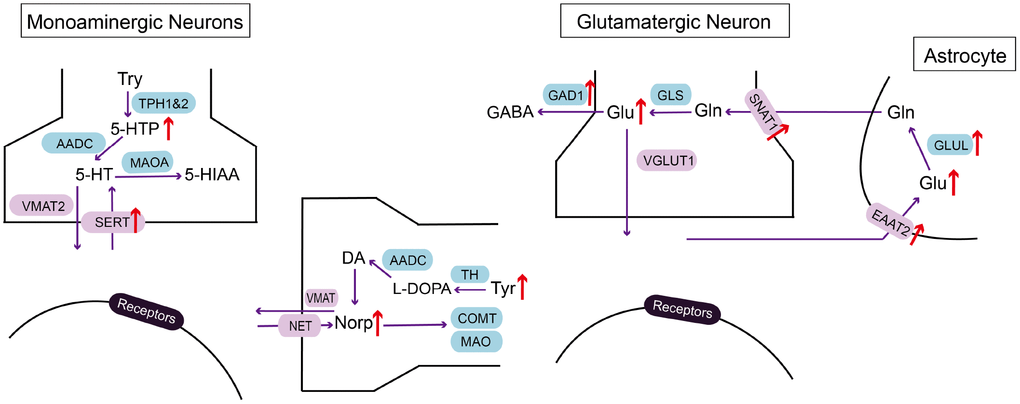 Summarizing schematic of identified molecular alterations in EC after CRS process. Alterations in metabolites and related molecules in monoaminergic and glutamatergic pathways in the EC of CRS mice (red arrow) were presented. Targeted metabolomics was used to measure altered metabolites. Molecular approaches were used to verify changes of key enzymes and transporters in monoaminergic and glutamatergic pathways.