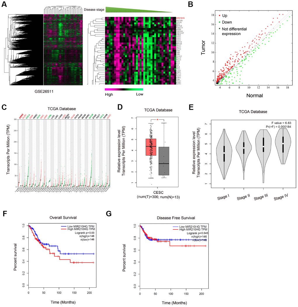 Screening and expression of MIR210HG in CC. (A, B) Heat map of differentially expressed lncRNAs from CC lncRNA array (GSE26511). (B) Volcano plot analyses of lncRNA array (GSE26511). (C) MIR210HG expression in tumors from TCGA database. (D, E) MIR210HG was upregulated in CESC tissues and associated with advanced pathological stage. (F, G) High MIR210HG expression was associated with poor overall survival and disease-free survival in CC patients. *P