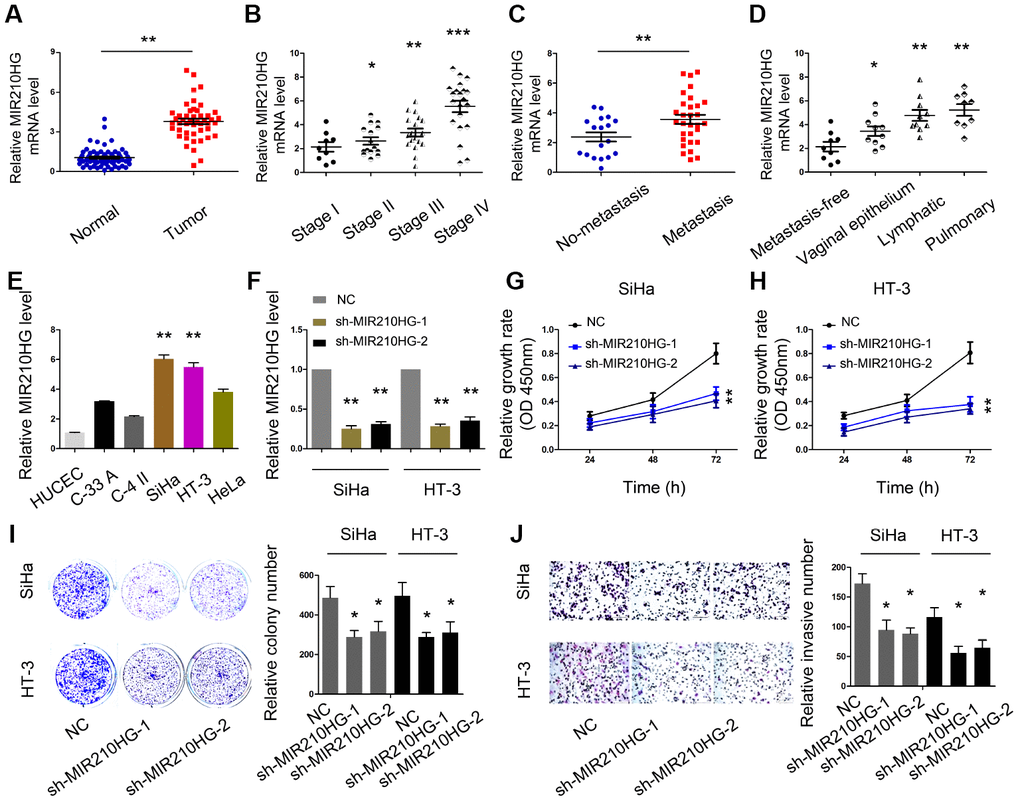 MIR210HG promoted CC cell proliferation and invasion in vitro. (A) MIR210HG was upregulated in CC tissues. (B–D) High MIR210HG expression was positively correlated with advanced FIGO stage and metastasis. (E) MIR210HG expression was upregulated in CC cell lines. (F) The knockdown efficiency of sh-MIR210HG was determined by qRT-PCR. (G–I) CCK-8 and colony formation assays were used to determine the effects of MIR210HG inhibition on CC cell proliferation abilities. (J) Transwell assay showed that MIR210HG inhibition reduced CC cell invasion abilities. *P
