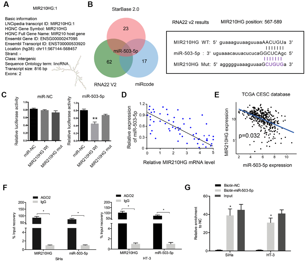 MIR210HG interacted with miR-503-5p in CC. (A) The information about MIR210HG. (B) Sequence alignments between miR-503-5p and seed sequence of the 3′-UTR of MIR210HG. (C) MiR-503-5p mimics reduced the luciferase activity of MIR210HG-Wt group. (D, E) MiR-503-5p expression was negatively correlated with MIR210HG expression in CC tissues. (F, G) RIP and pull-down assays verified the interaction between MIR210HG and miR-503-5p in CC. *P