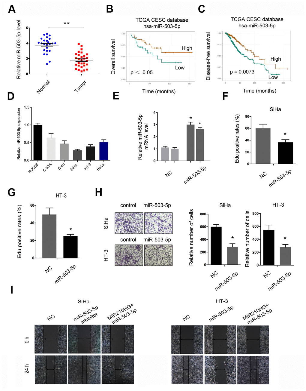 The roles of miR-503-5p in CC progression. (A, D) MiR-503-5p expression was downregulated in CC tissues and cell lines. (B, C) Low miR-503-5p expression was associated with poor overall survival and disease-free survival in CC patients. (E) The overexpression efficiency of miR-503-5p was confirmed by qRT-PCR. (F, G) MiR-503-5p mimics reduced CC cell proliferation abilities. (H) MiR-503-5p mimics reduced CC cell invasion abilities. (I) MiR-503-5p mimics abolished the effects of MIR210HG on CC cell migration abilities. *P