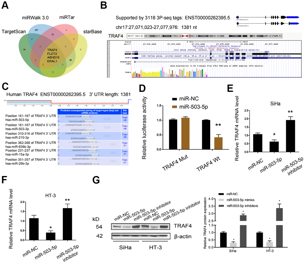 TRAF4 was a target gene for miR-503-5p. (A–C) MiR-503-5p target TRAF4 mRNA 3′UTR with a high score. (D) MiR-503-5p mimics reduced the luciferase activity of TRAF4-Wt group. (E–G) The effects of miR-503-5p on TRAF4 expression both in mRNA and protein levels. *P