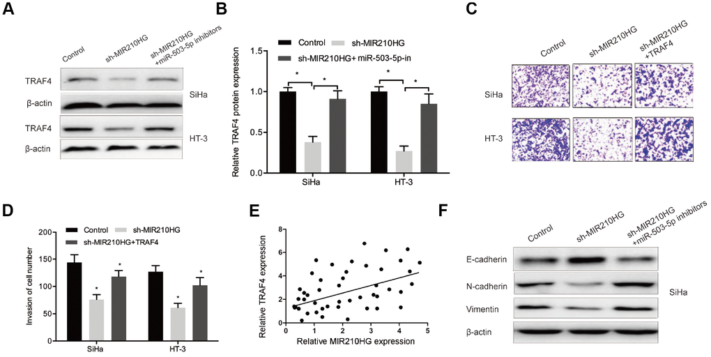 The MIR210HG/miR-503-5p/TRAF4 axis in CC. (A, B) MiR-503-5p inhibitors abolished the effects of MIR210HG suppression on TRAF4 expression in CC cells. (C, D) TRAF4 upregulation rescued the effects of MIR210HG suppression on CC cell invasion abilities. (E) MIR210HG expression was positively associated with TRAF4 expression in CC tissues. (F) MiR-503-5p inhibitors abolished the effects of MIR210HG suppression on EMT related gene expression in SiHa cells. *P