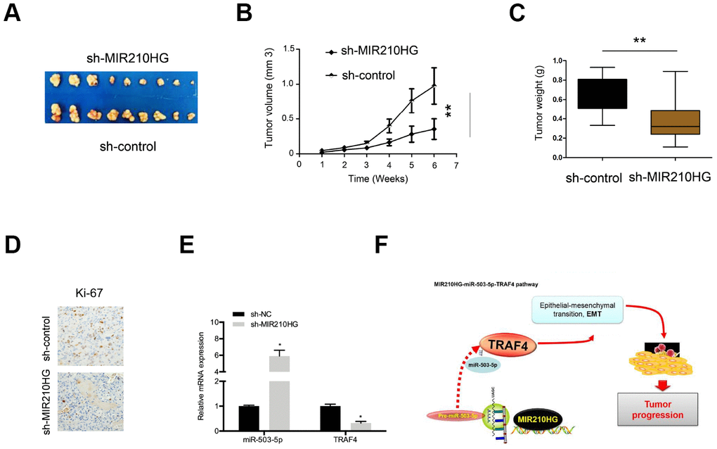 MIR210HG suppression reduced tumor growth in vivo. (A) Representative image of nude mice injected with SiHa cells. (B, C) MIR210HG suppression decreased tumor growth and weight. (D) MIR210HG suppression reduced Ki-67 expression in nude mice. (E) The effects of MIR210HG suppression on miR-503-5p and TRAF4 expression in nude mice. (F) The schematic diagram of the MIR210HG/miR-503-5p/TRAF4 axis in CC. *P